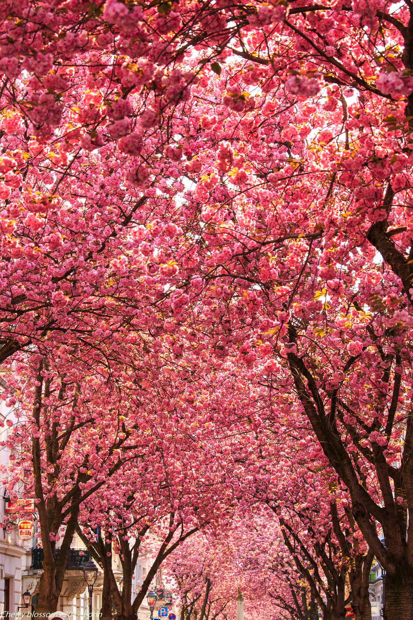 Canon EOS 6D + Canon EF 70-200mm F4L IS USM sample photo. Cherryblossoms in heerstrass,bonn photography