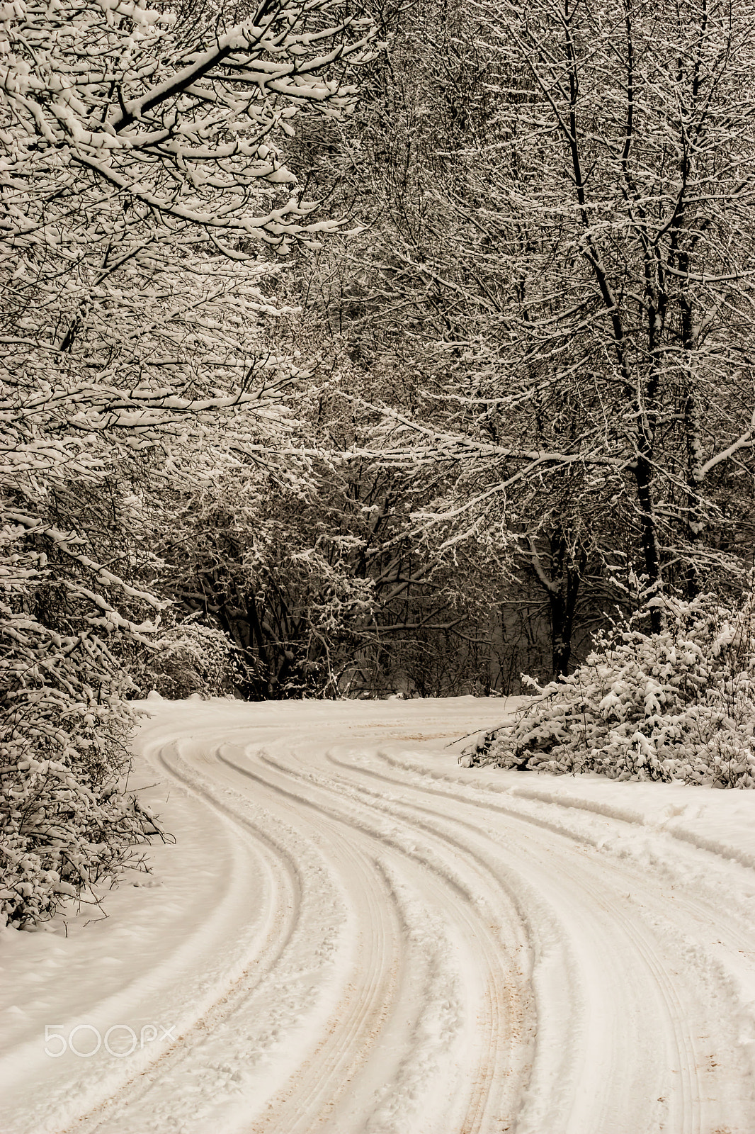 Nikon D5500 sample photo. Snow b&w photography