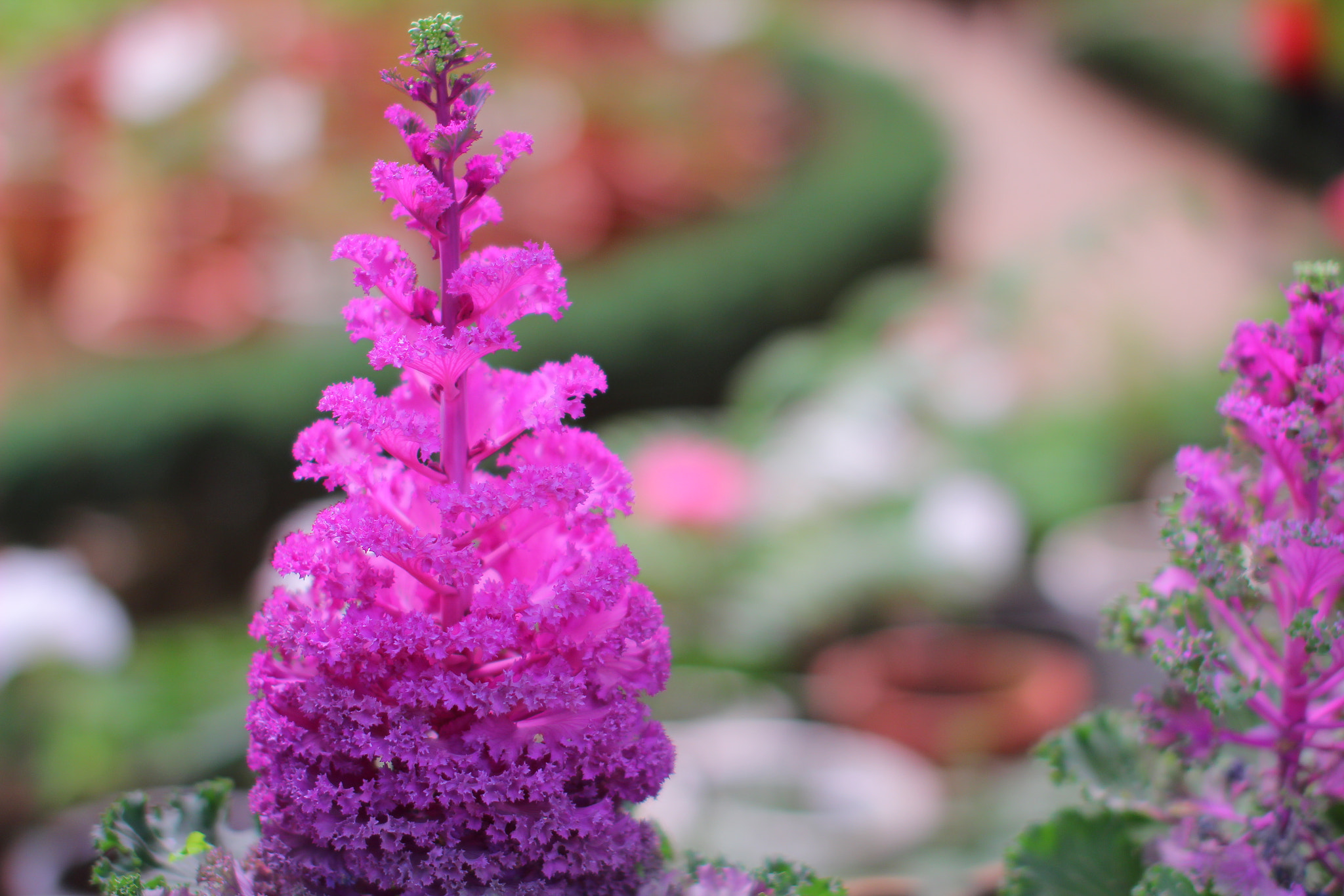 Sigma 50mm F1.4 EX DG HSM sample photo. Img photography
