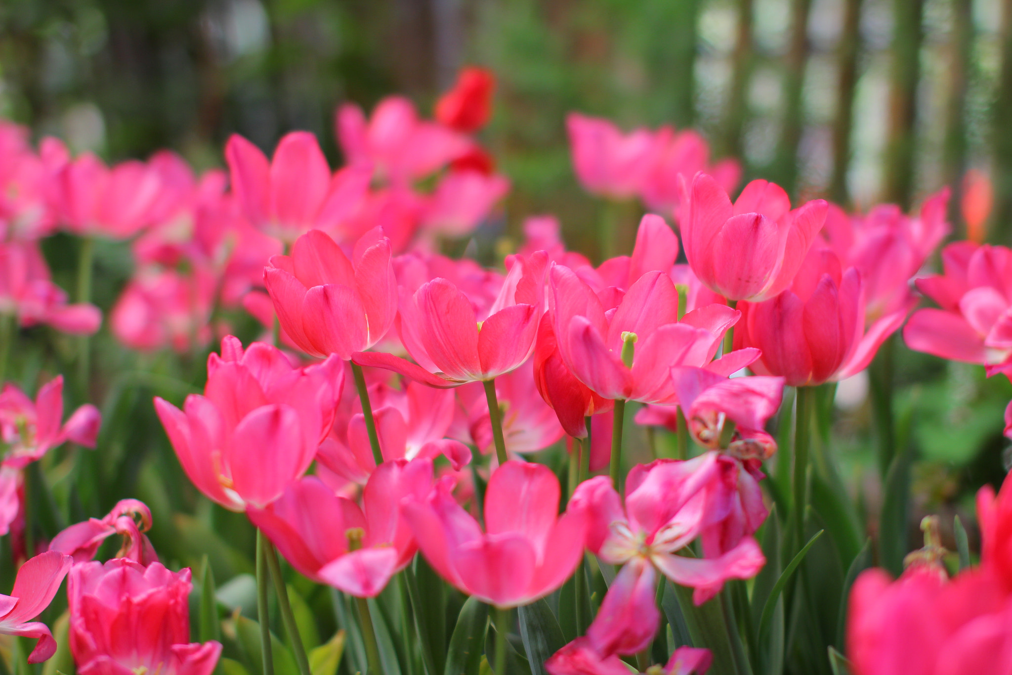 Sigma 50mm F1.4 EX DG HSM sample photo. Img photography