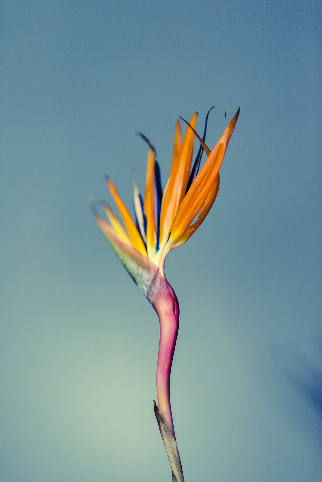 Nikon D610 sample photo. Strelitzia: bird of paradise photography