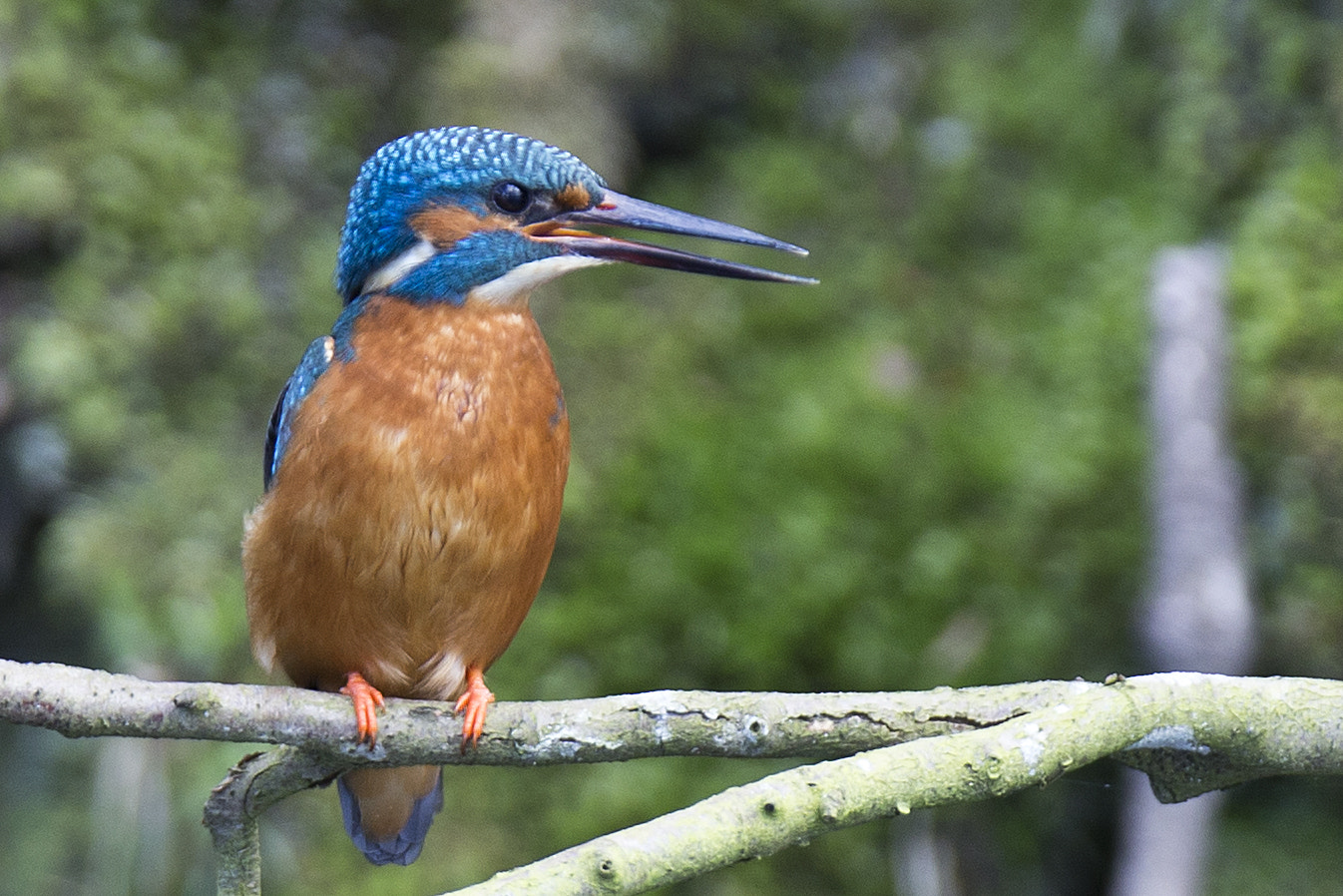 Canon EF 400mm F2.8L IS II USM sample photo. Kingfisher photography