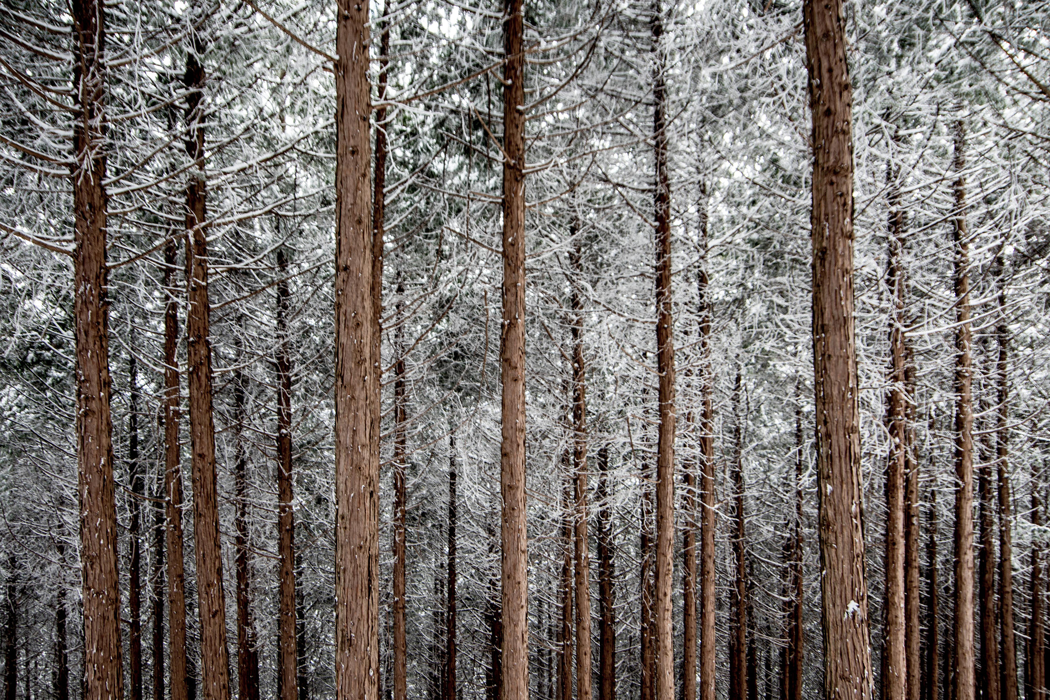 Pentax K-1 sample photo. Winter cypress photography