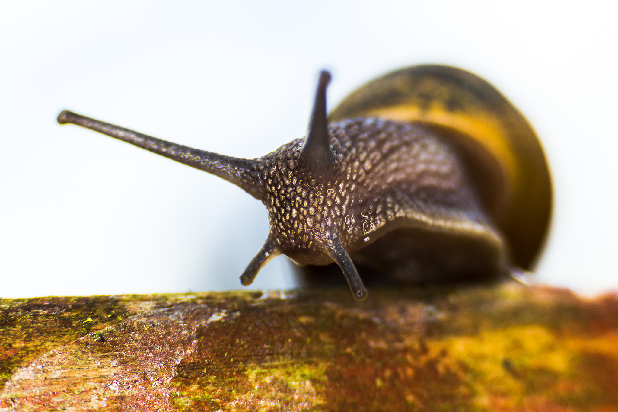 Canon EF 35-80mm f/4-5.6 sample photo. Garden snail (cornu aspersum) photography