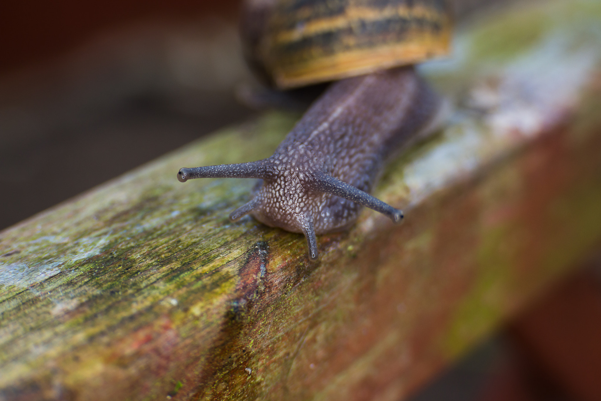 Canon EF 35-80mm f/4-5.6 sample photo. Garden snail photography