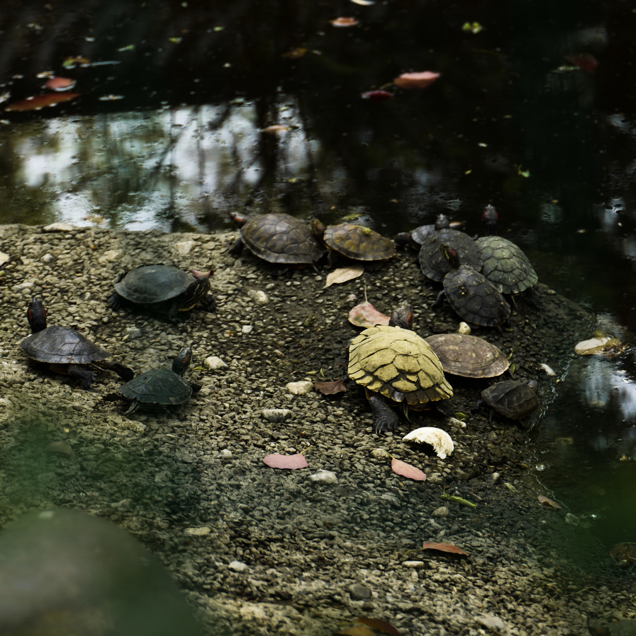 VARIO-ELMARIT 1:2.8-4.0/24-90mm ASPH. OIS sample photo. The basking turtles in temple photography
