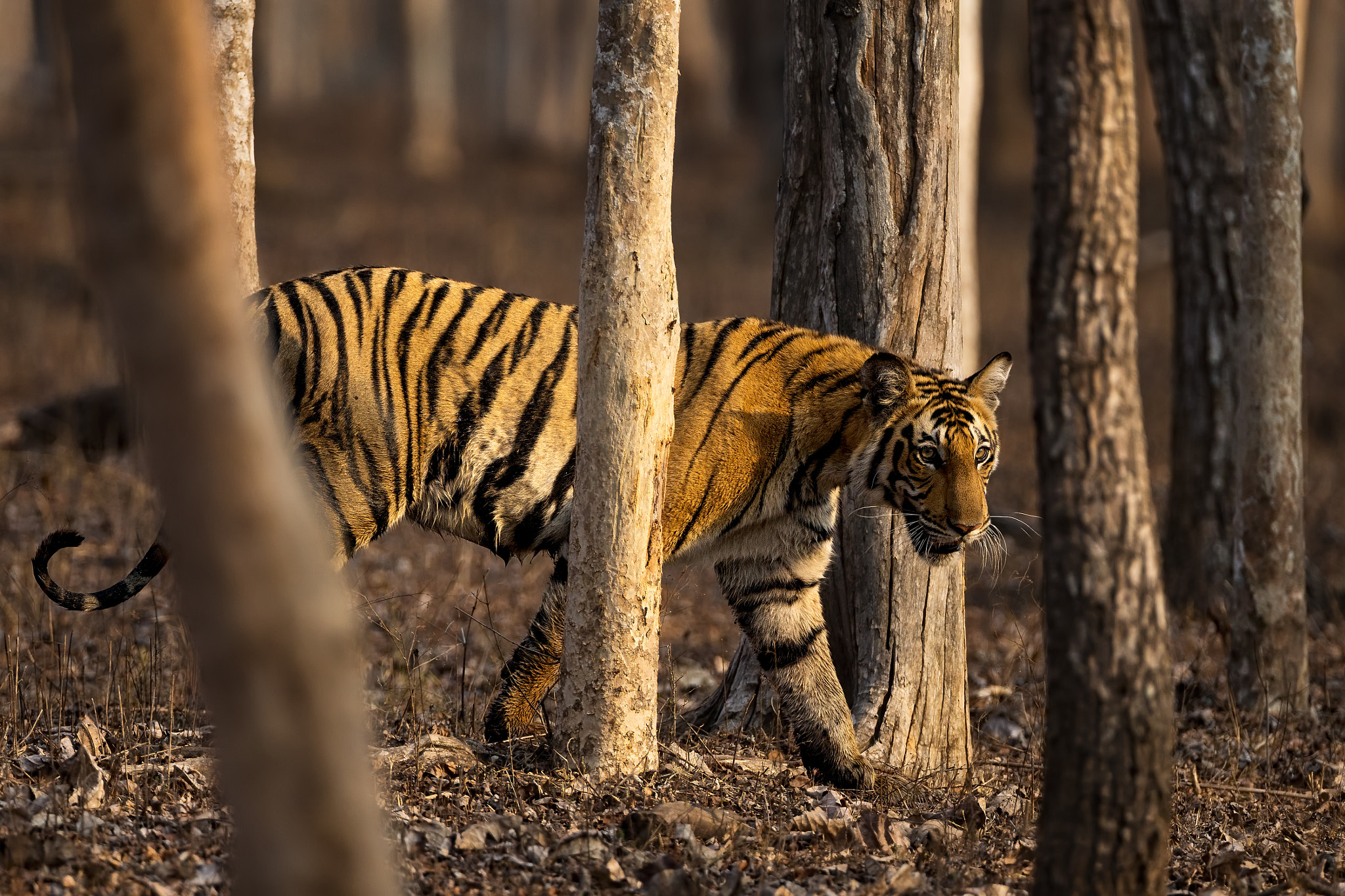 Canon EOS-1D X + Canon EF 500mm F4L IS USM sample photo. Tiger woods... kabini.. nagarhole national park photography