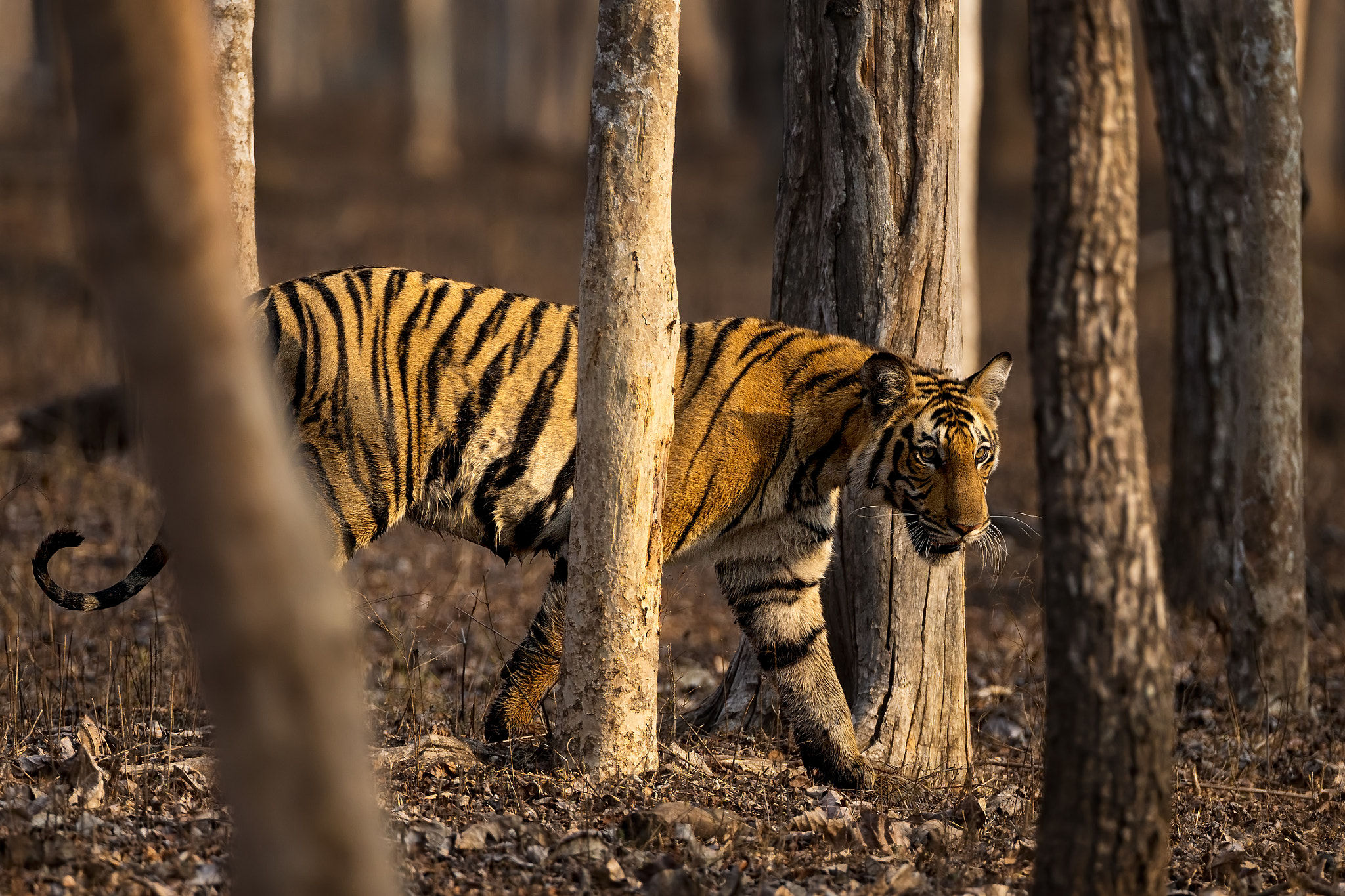 Canon EF 500mm F4L IS USM sample photo. Tiger woods... kabini.. nagarhole national park photography