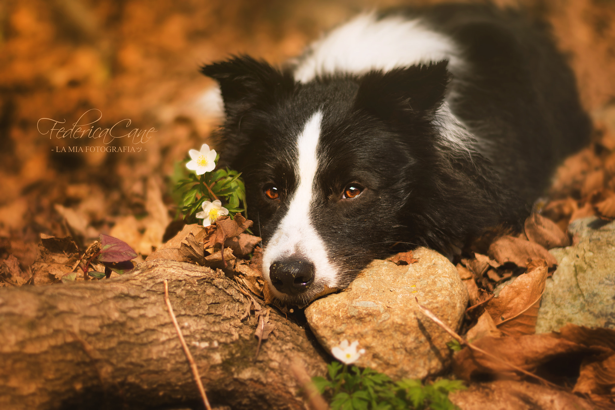 Nikon D7200 sample photo. Pui and flowers photography