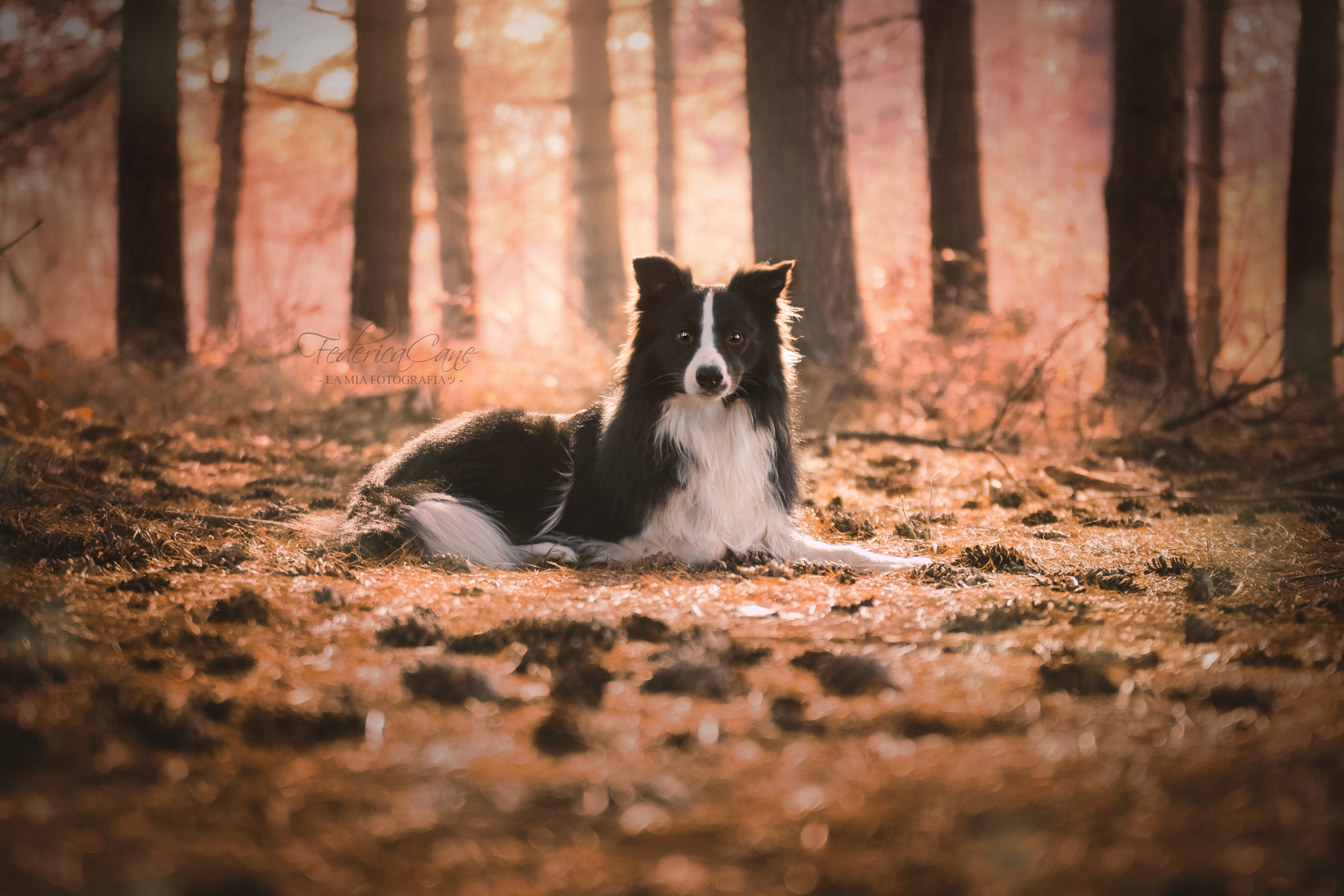 Sigma 70-200mm F2.8 EX DG OS HSM sample photo. Puin backlight photography