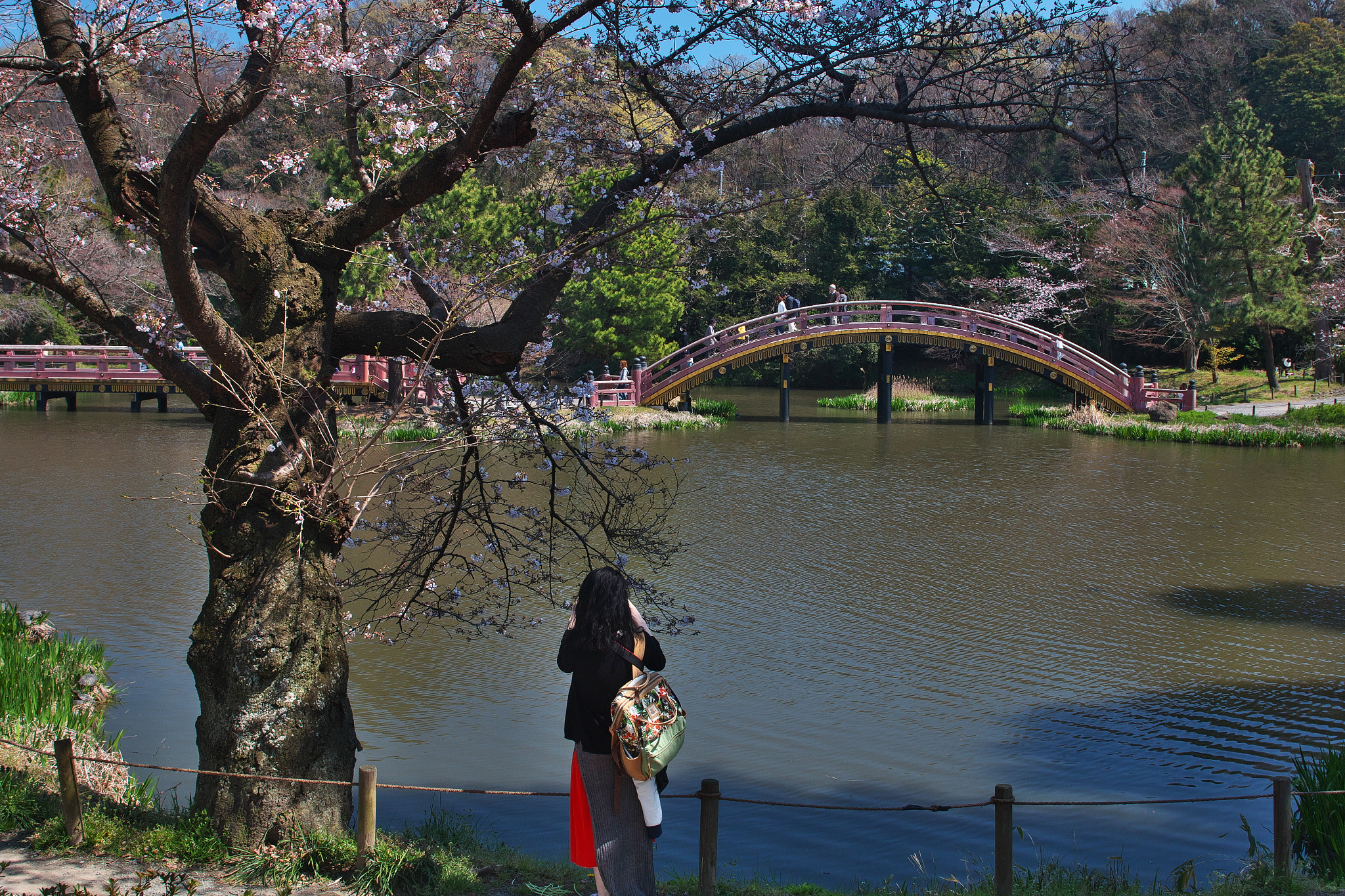 Canon EOS 70D sample photo. Sakura cherry photography