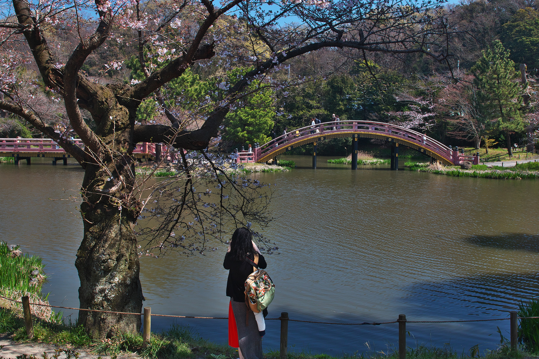 EF28-70mm f/2.8L USM sample photo. Sakura cherry photography