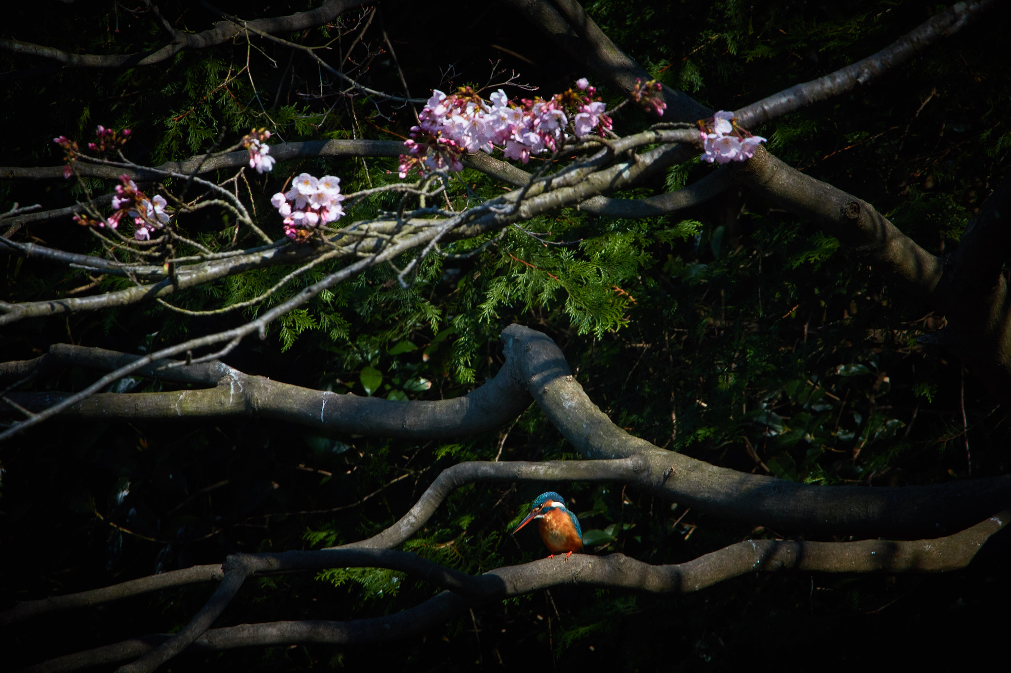 Canon EF 70-200mm F2.8L IS USM sample photo. Under sakura cherry photography