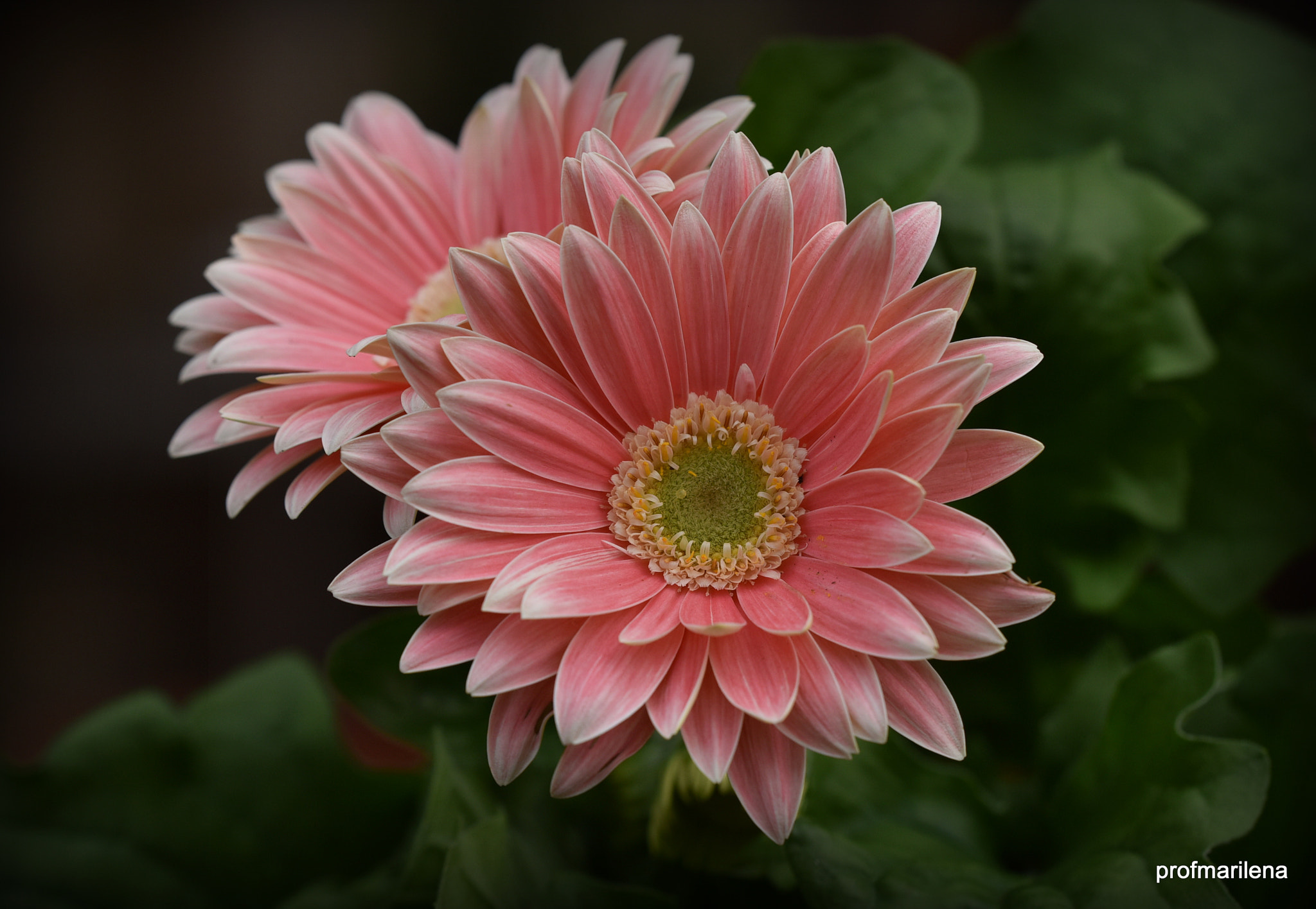 Nikon D810 + Sigma 150mm F2.8 EX DG OS Macro HSM sample photo. Pink gerbera photography