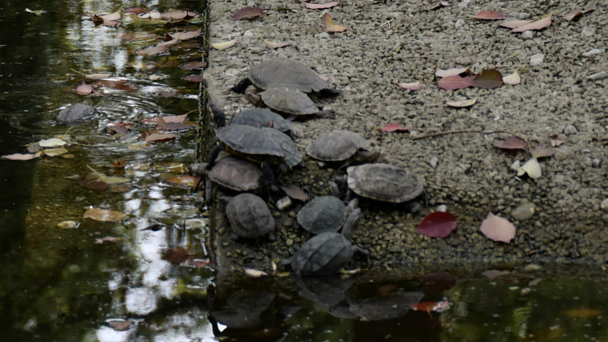 VARIO-ELMARIT 1:2.8-4.0/24-90mm ASPH. OIS sample photo. The basking turtles in temple 01 photography