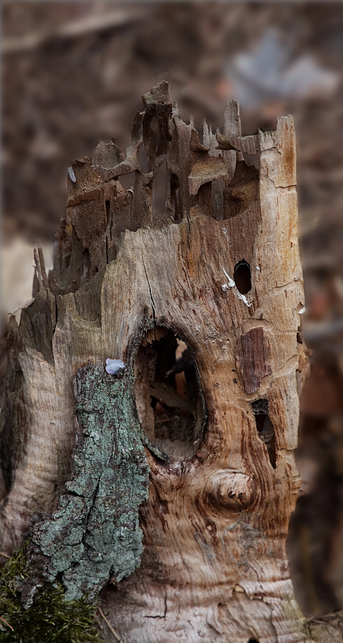 24.0 - 105.0 mm sample photo. Wooden castle photography