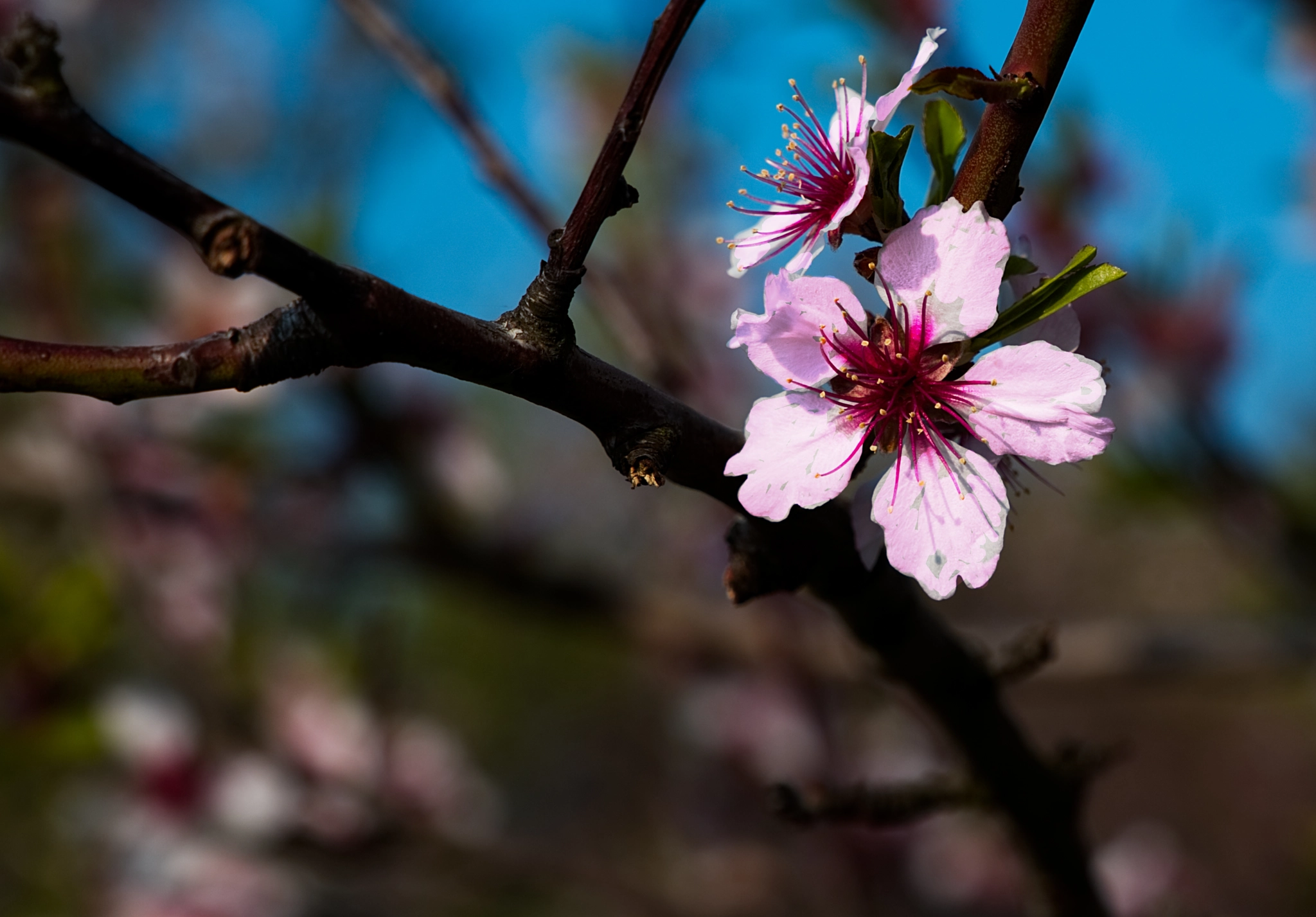 Canon EOS 6D sample photo. Mandelblüte photography