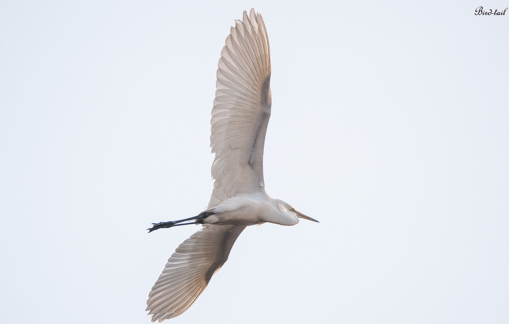 Nikon D3 sample photo. 백로: great egret in korea photography