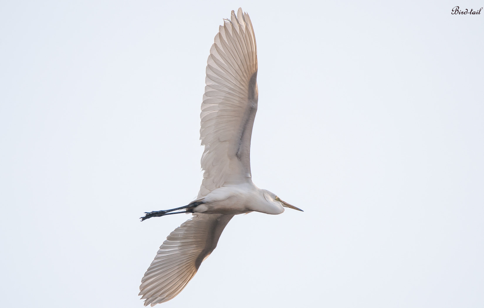 Nikon D3 + Sigma 150-600mm F5-6.3 DG OS HSM | C sample photo. 백로: great egret in korea photography