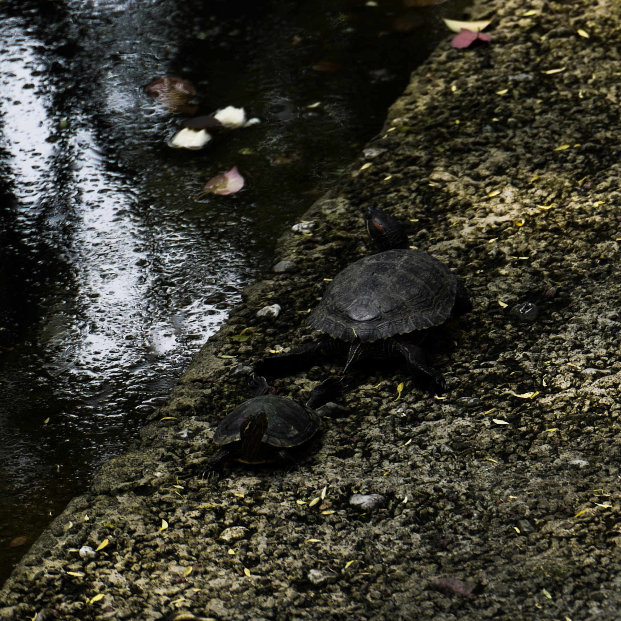 VARIO-ELMARIT 1:2.8-4.0/24-90mm ASPH. OIS sample photo. The basking turtles in temple 02 photography