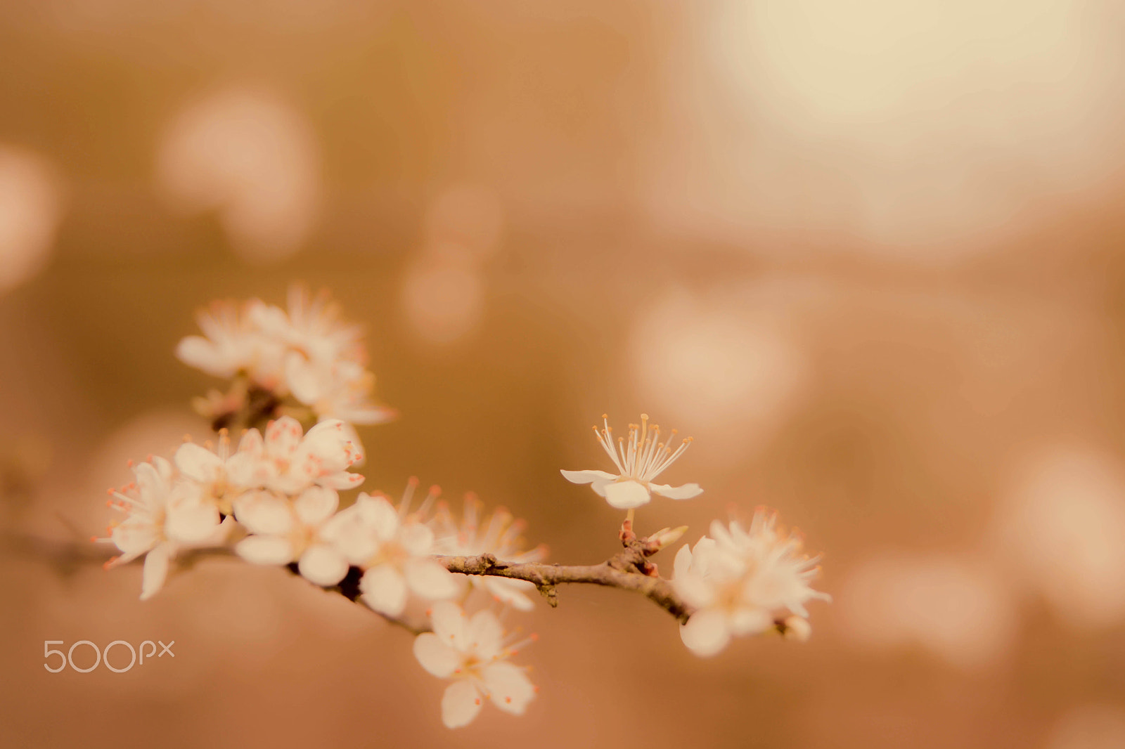 Nikon D7100 sample photo. Sweet blossom photography