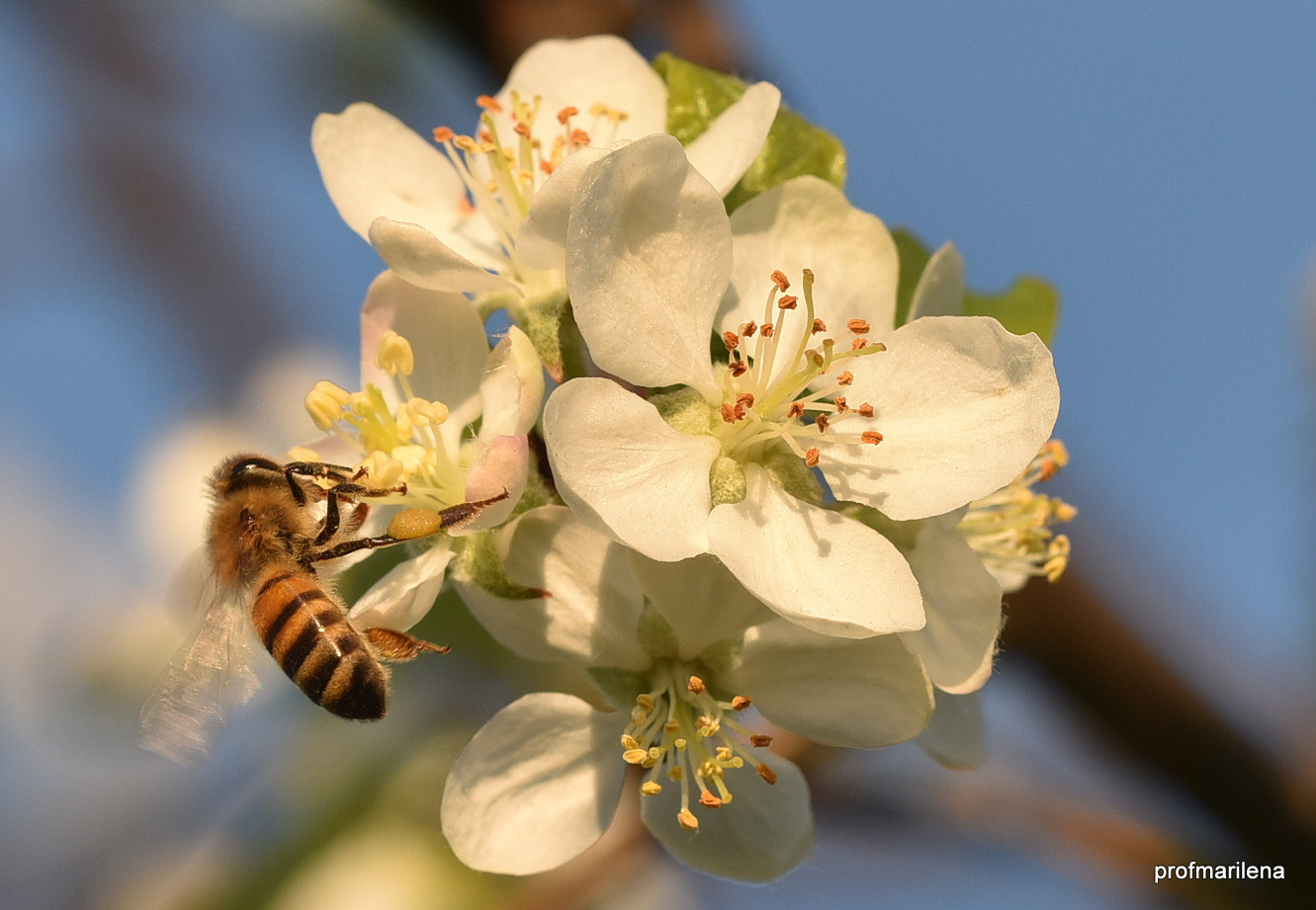 Nikon D810 + Sigma 150mm F2.8 EX DG OS Macro HSM sample photo. A real lucky strike photography