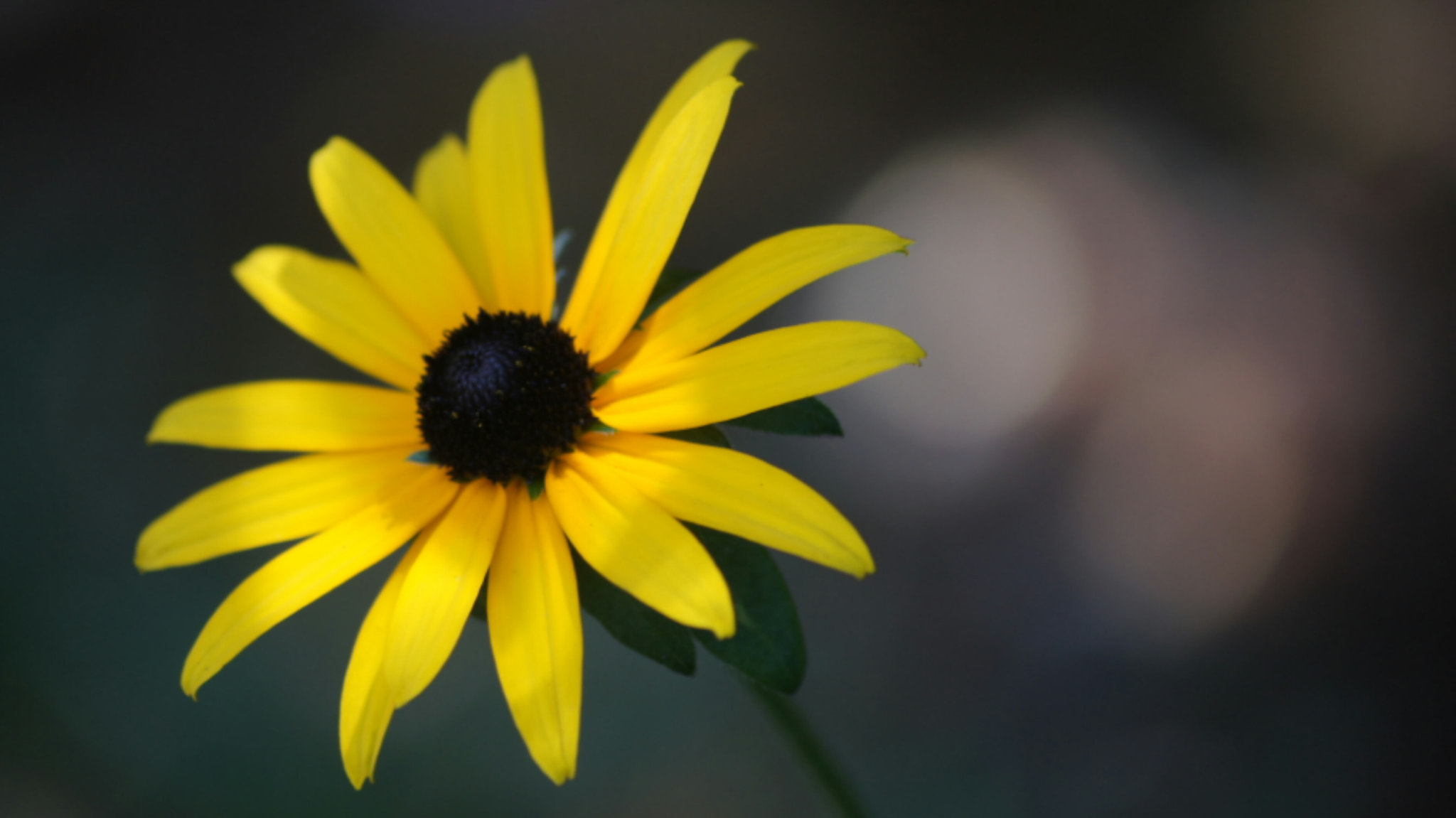 Sony SLT-A55 (SLT-A55V) sample photo. Flower.  photography