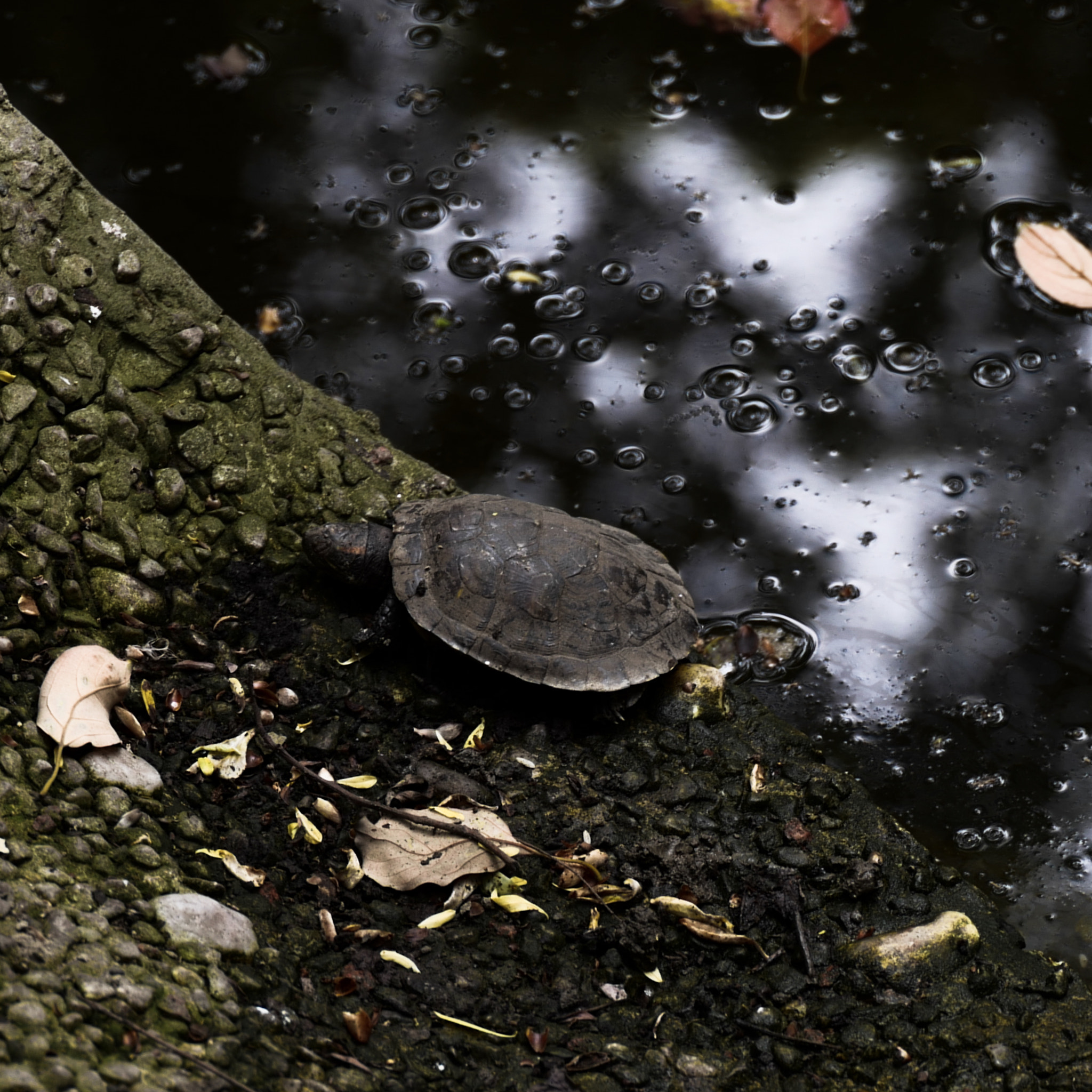 VARIO-ELMARIT 1:2.8-4.0/24-90mm ASPH. OIS sample photo. The basking turtles in temple 04 photography