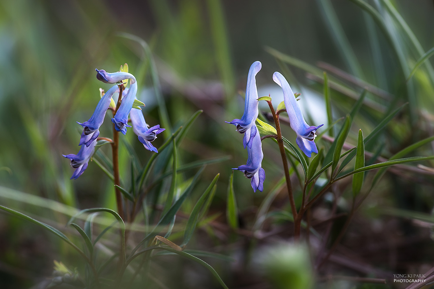 Pentax smc D-FA 100mm F2.8 Macro WR sample photo. The story of the spring-1 photography