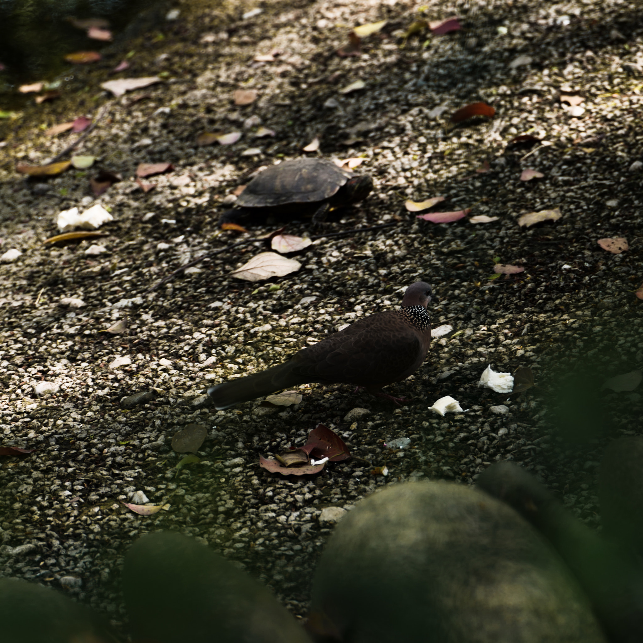 Leica SL (Typ 601) sample photo. The basking turtle and bird in temple photography