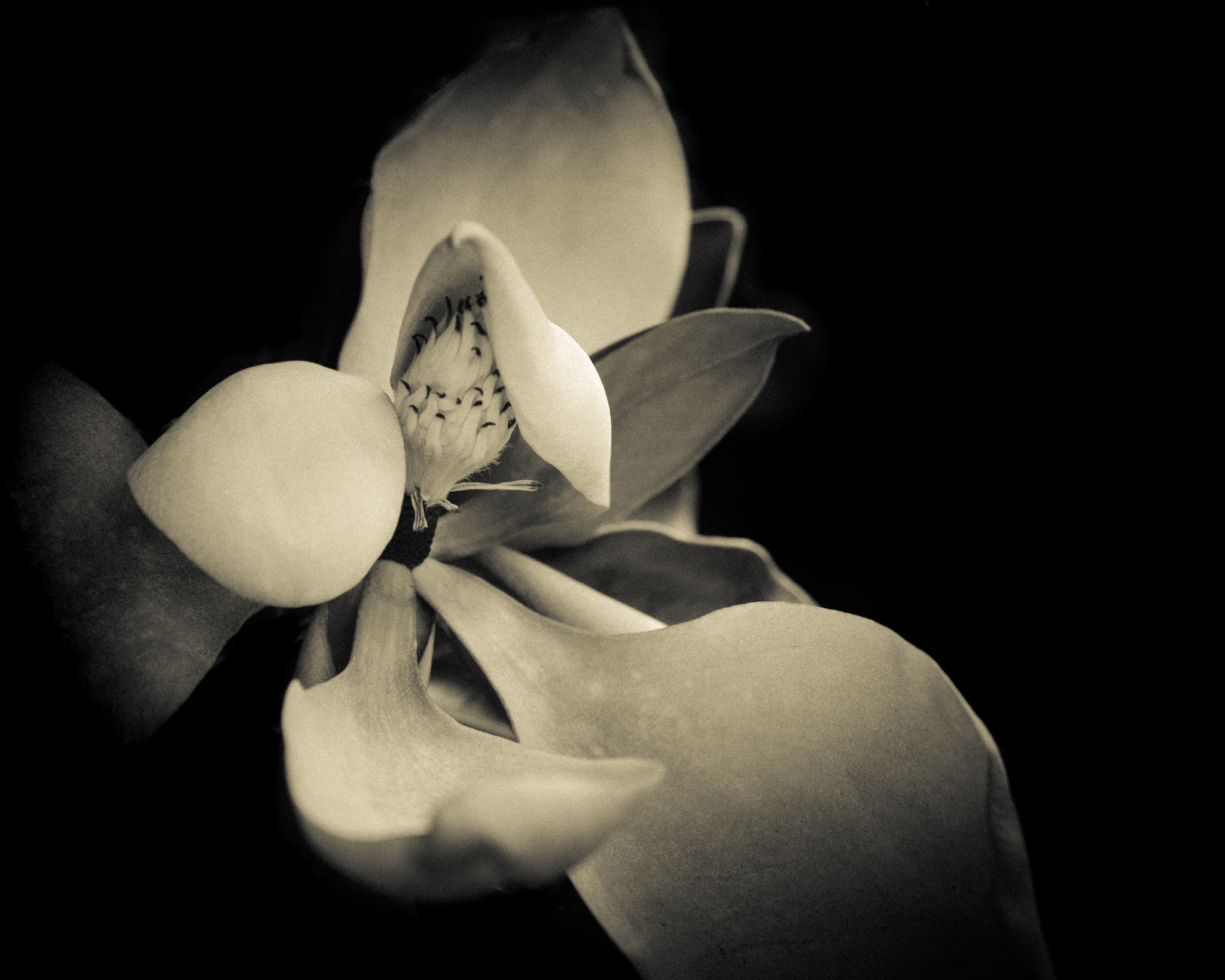 Nikon D7000 sample photo. Magnolia photography