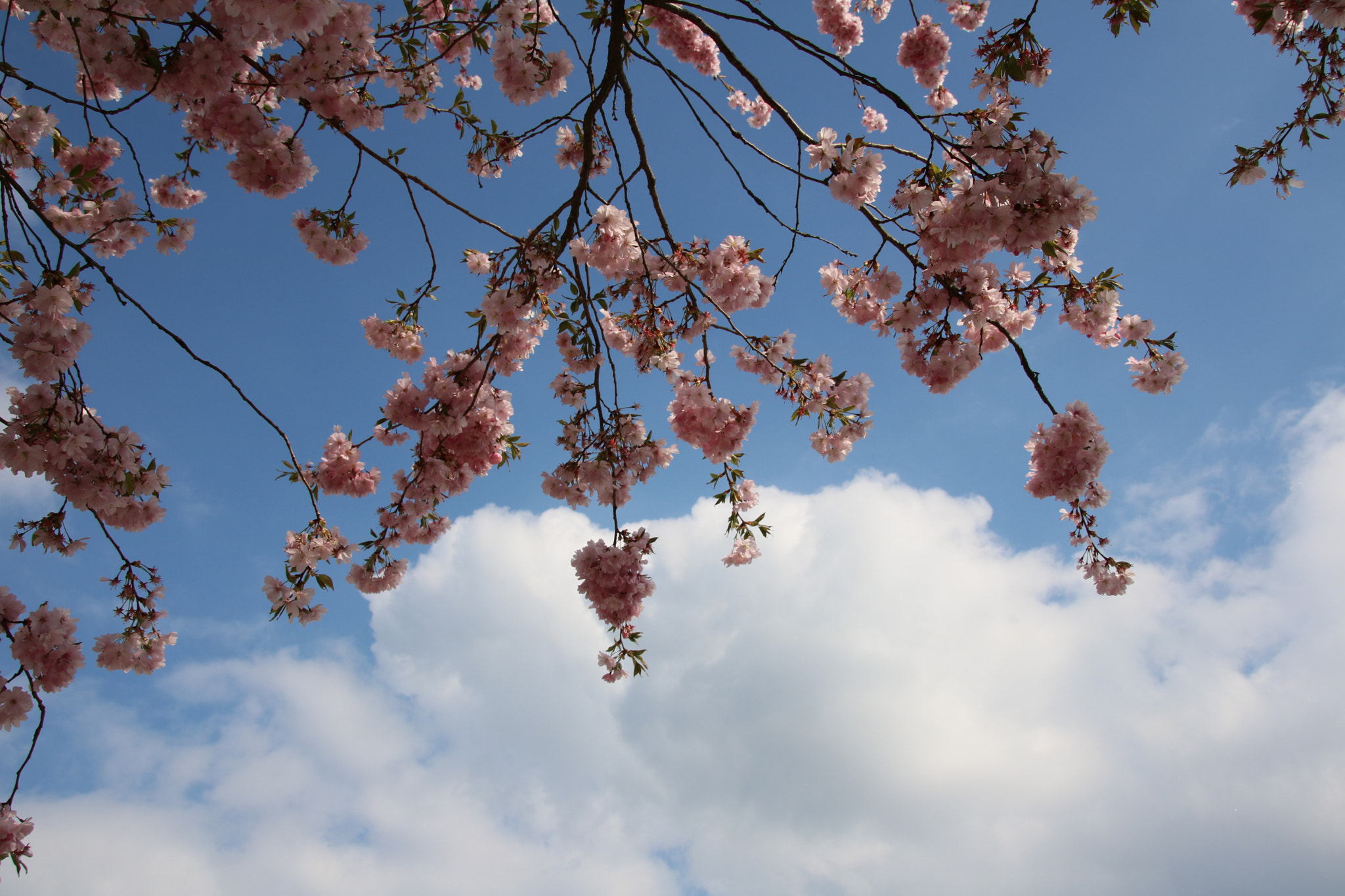 Sigma 18-250mm F3.5-6.3 DC OS HSM sample photo. Hana no kumo photography
