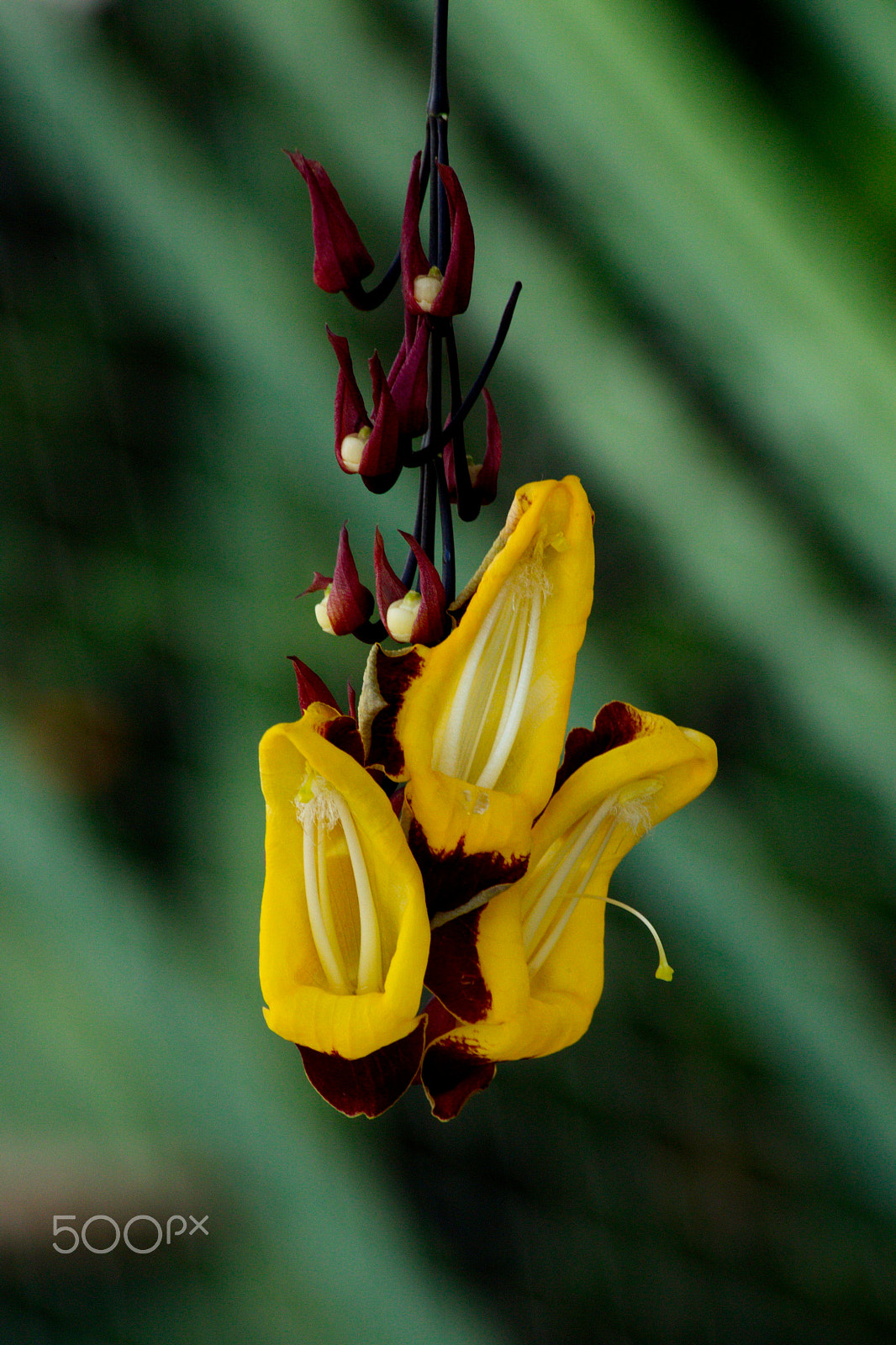 Canon EF 70-300mm F4-5.6 IS USM sample photo. Indian clock vine photography