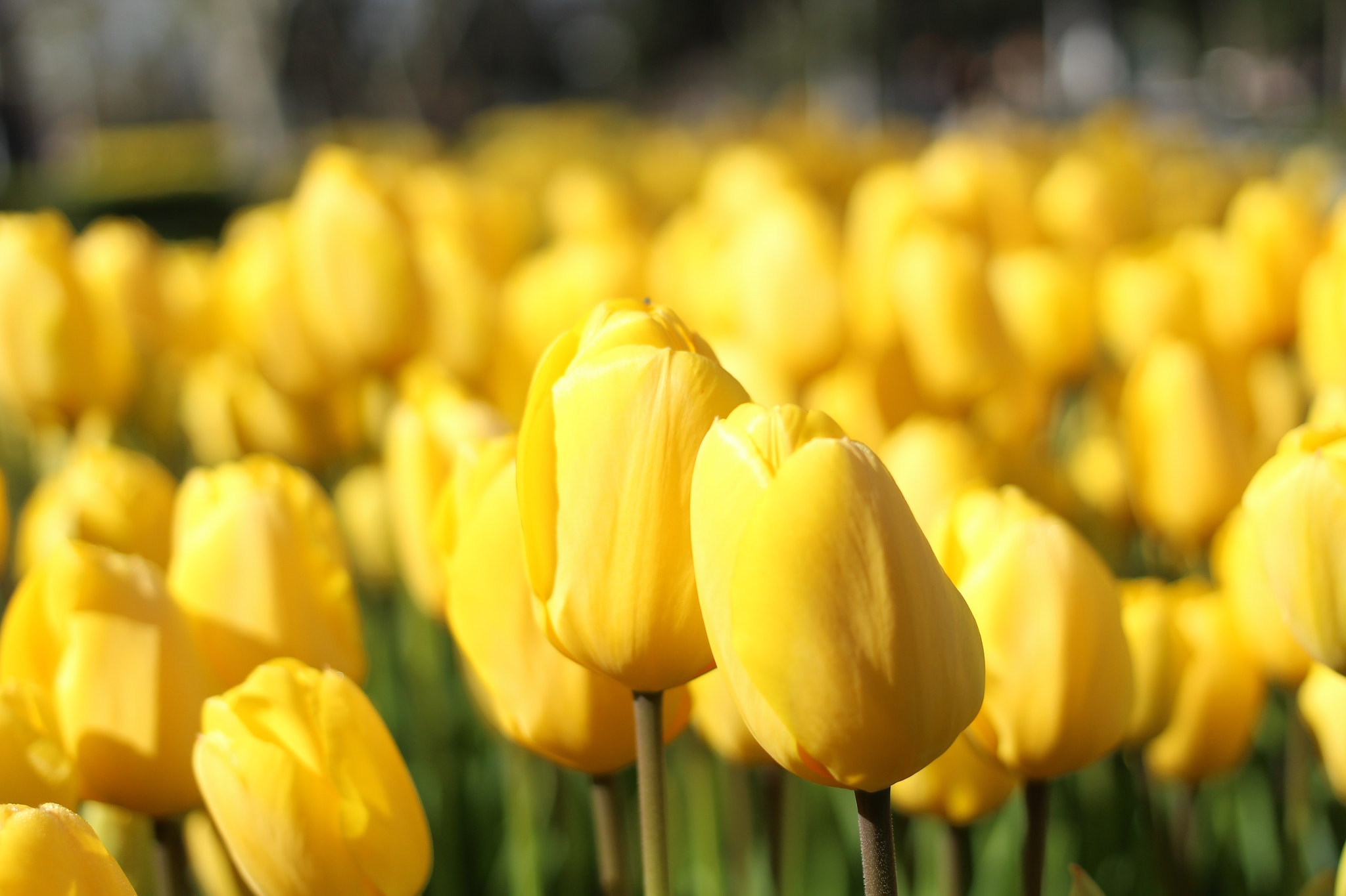 Canon EOS 1200D (EOS Rebel T5 / EOS Kiss X70 / EOS Hi) + Canon EF 40mm F2.8 STM sample photo. #nature photography