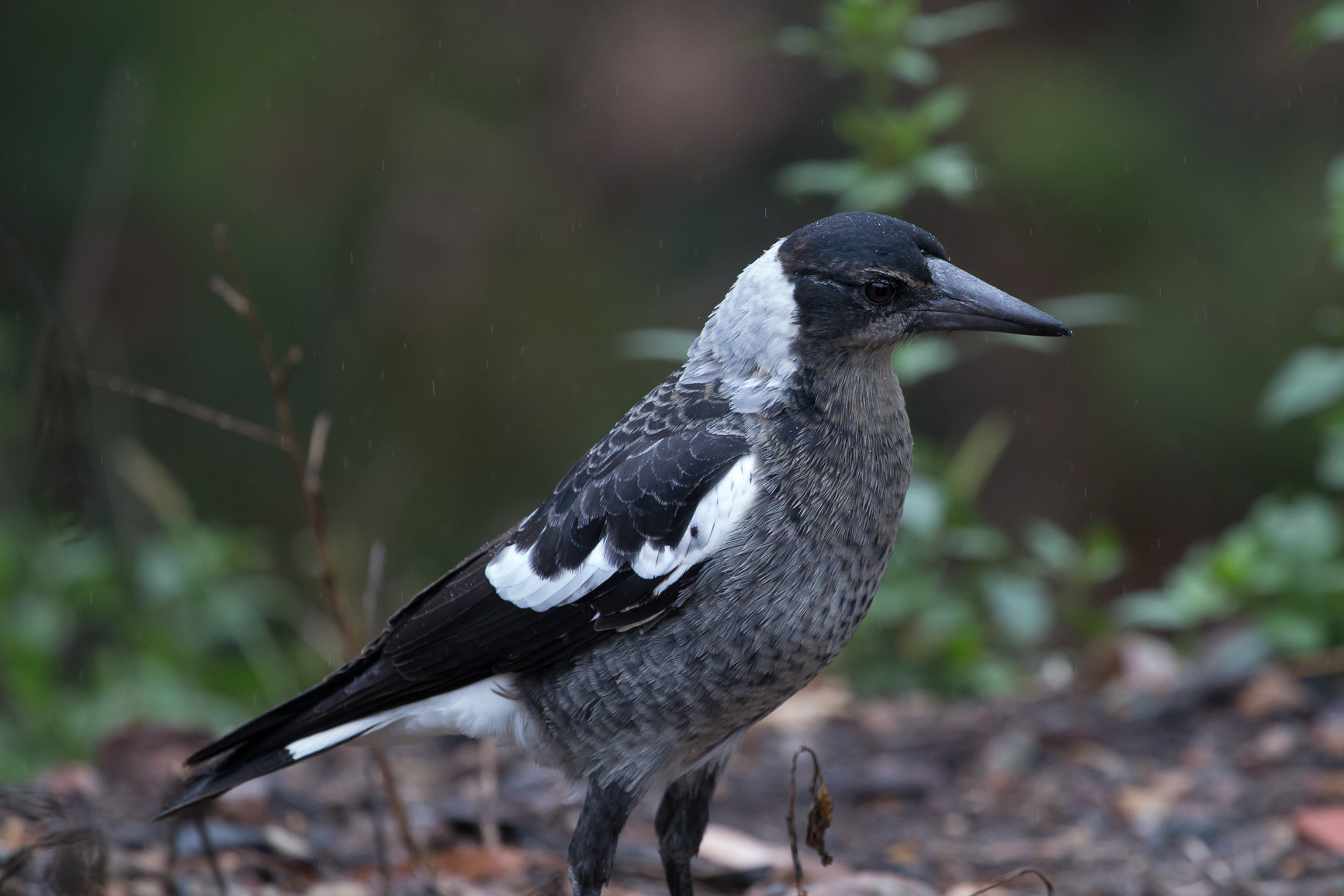 Canon EF 100-400mm F4.5-5.6L IS USM sample photo. Juvenile australian magpie photography