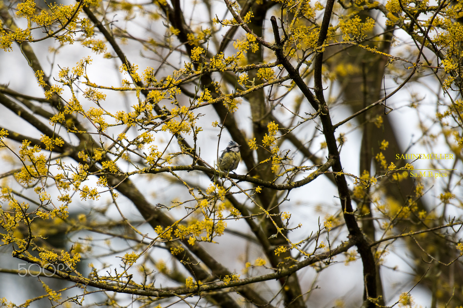 Nikon AF-S Nikkor 70-200mm F2.8G ED VR II sample photo. Search image photography
