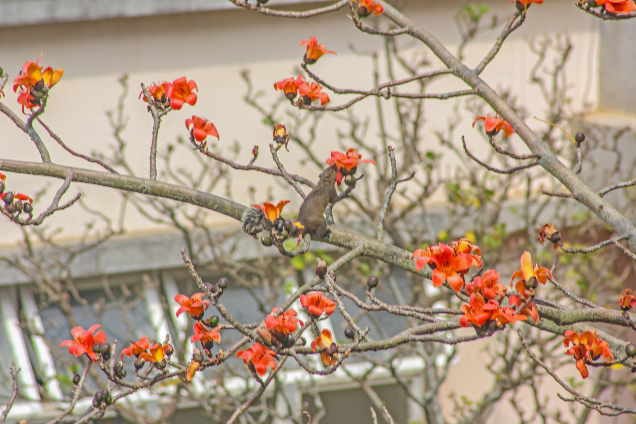 Canon EF 100-300mm F4.5-5.6 USM sample photo. Smell photography