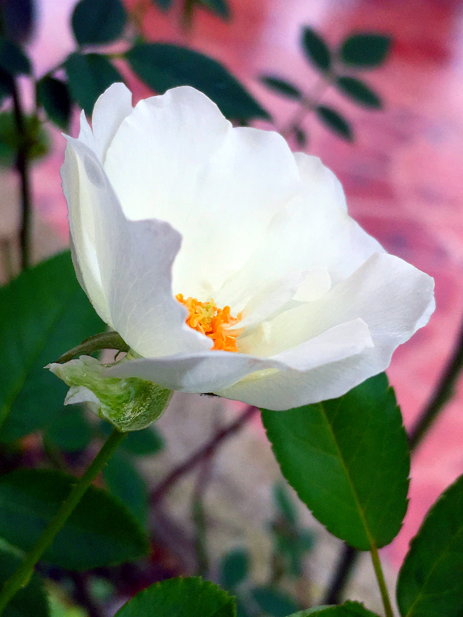 Apple iPhone8,1 sample photo. * white rose photography