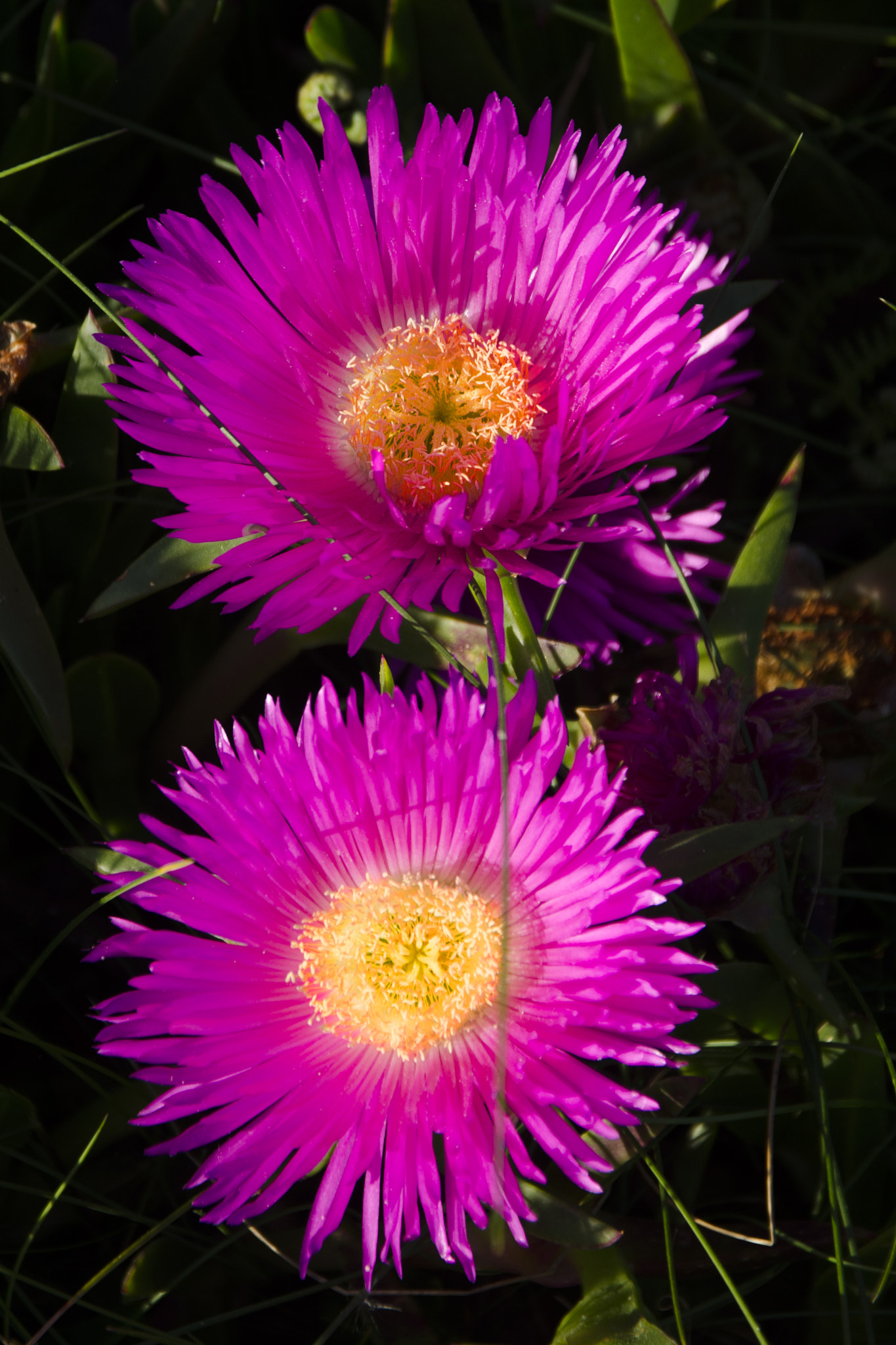 Sigma 17-70mm F2.8-4 DC Macro OS HSM | C sample photo. Flores photography