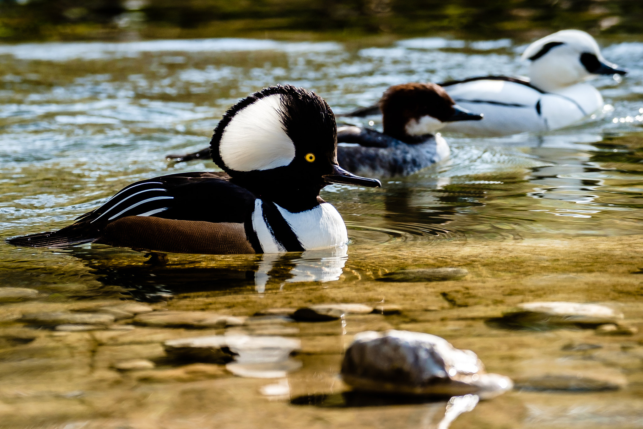 Fujifilm X-T1 + XF100-400mmF4.5-5.6 R LM OIS WR + 1.4x sample photo. Duck triad photography