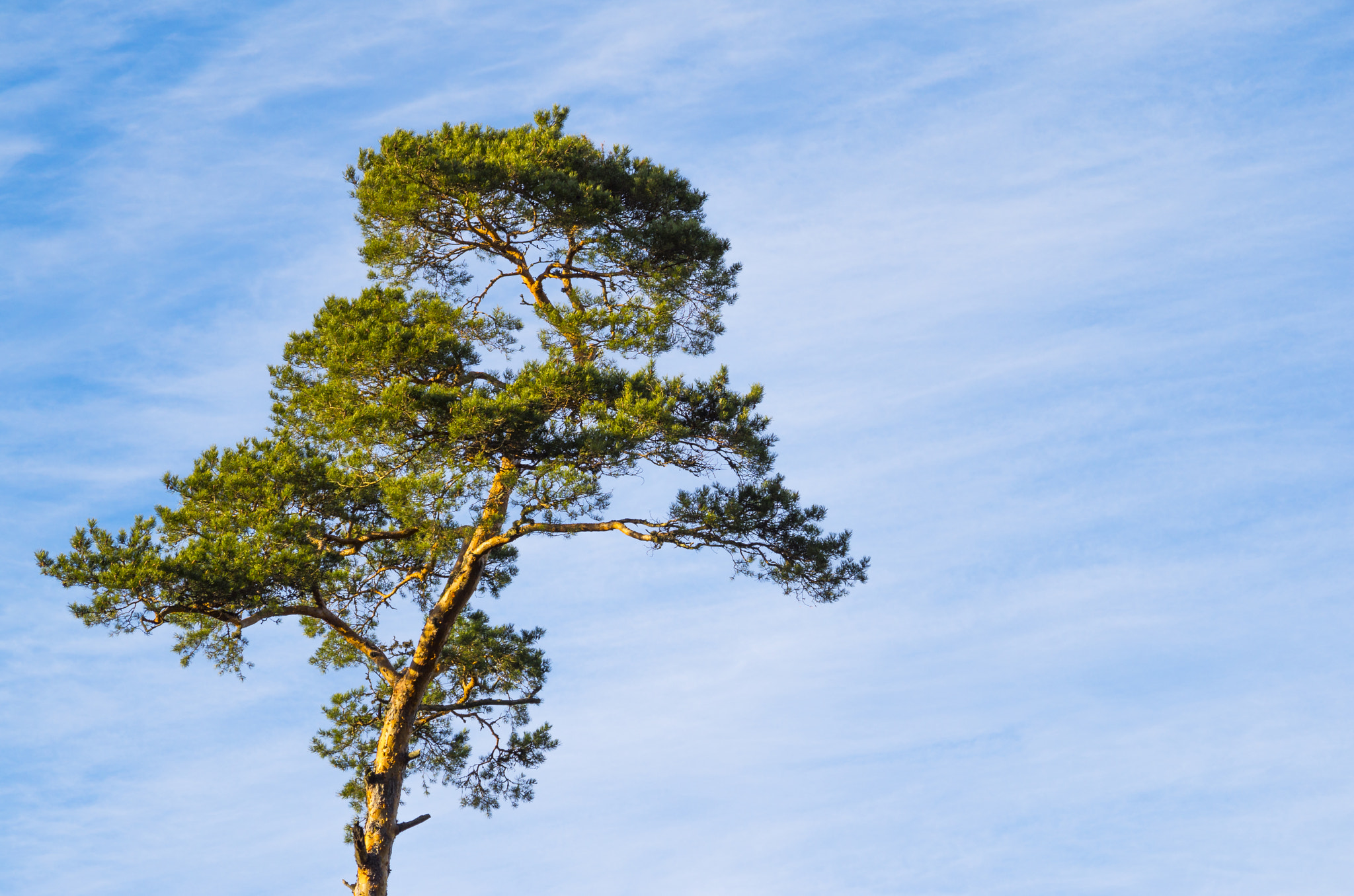 Pentax smc DA 50-200mm F4-5.6 ED sample photo. Pine portrait photography