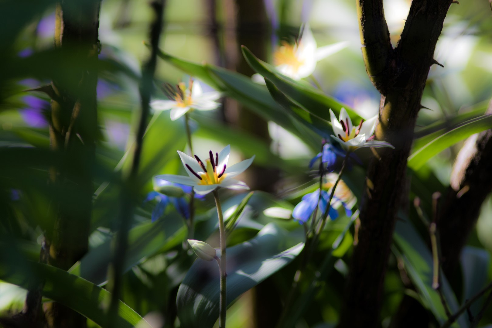 Canon EF 200mm F2.8L II USM sample photo. Wild tulips photography