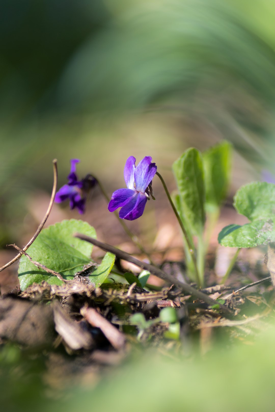 Canon EF 200mm F2.8L II USM sample photo. Viola odorata photography