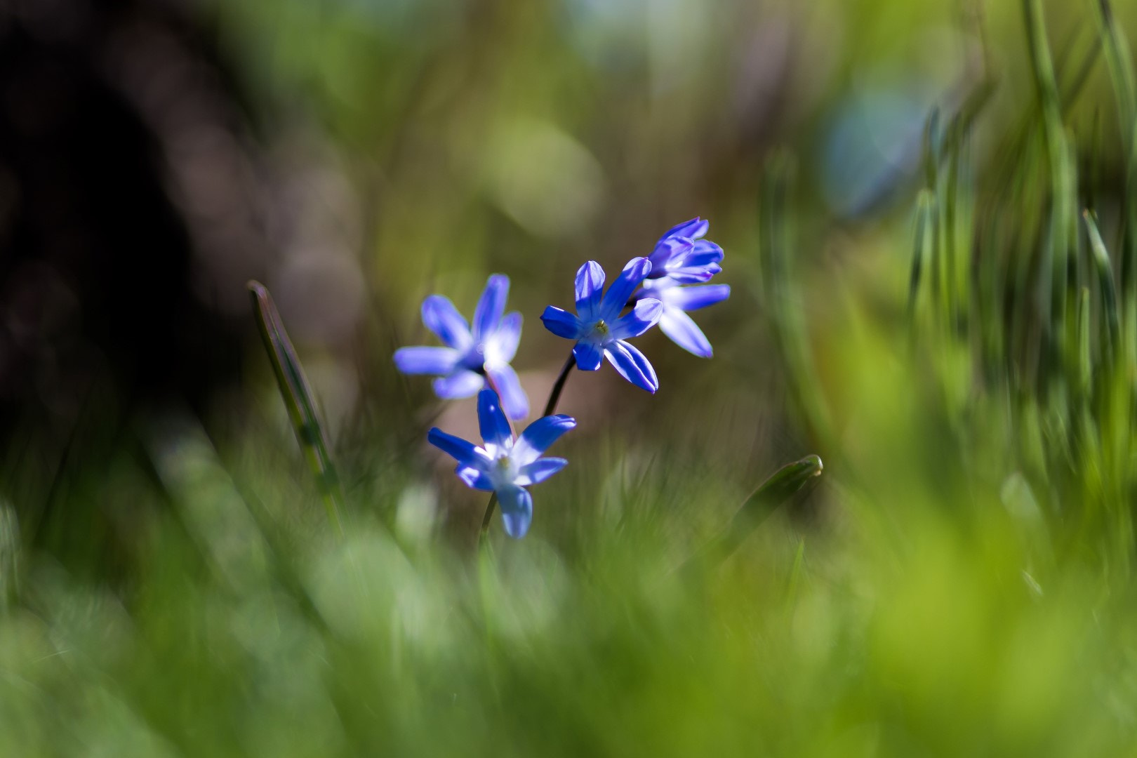 Canon EF 200mm F2.8L II USM sample photo. Little blue photography