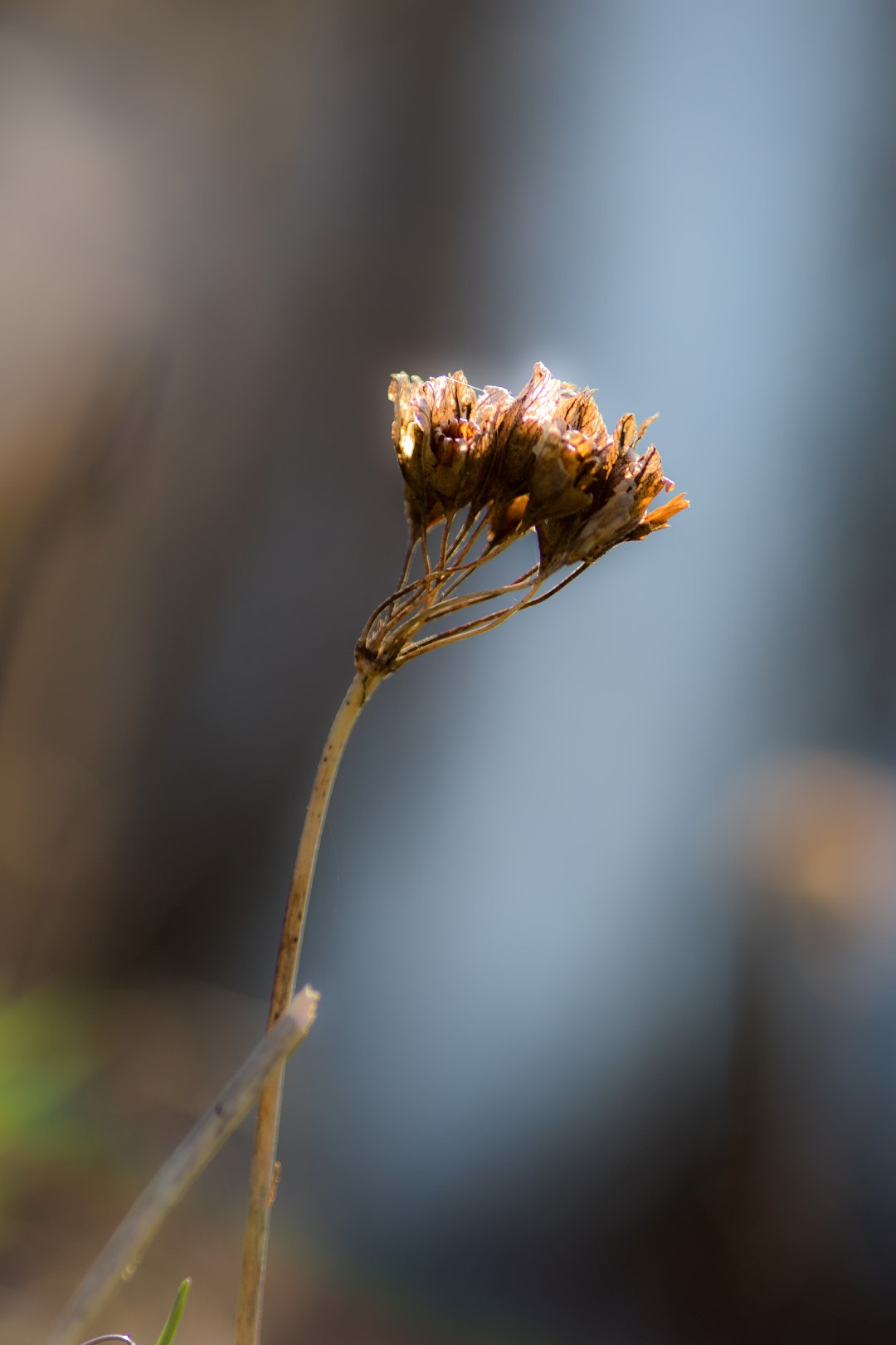 Canon EOS 7D Mark II + Canon EF 200mm F2.8L II USM sample photo. Last years beauty photography