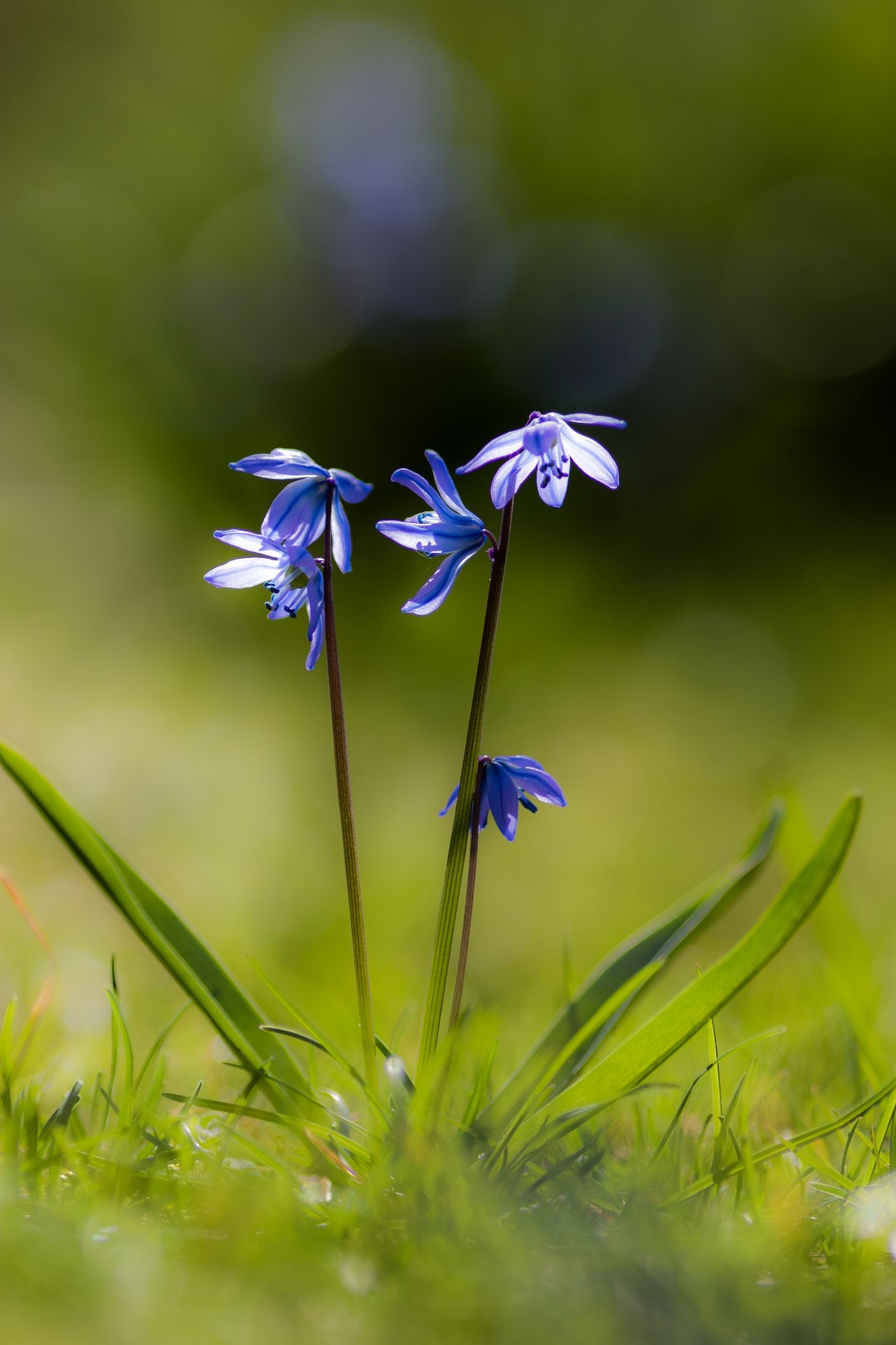 Canon EOS 7D Mark II + Canon EF 200mm F2.8L II USM sample photo. Standing proud photography