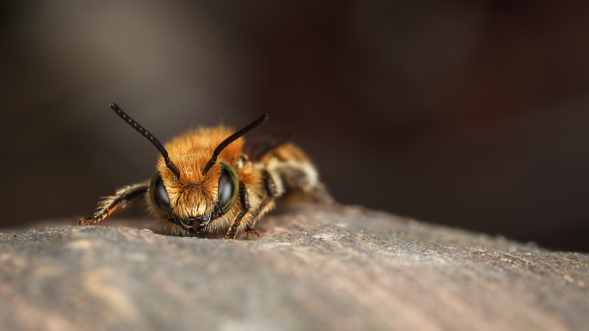 Canon EOS 5D Mark II + Canon MP-E 65mm F2.5 1-5x Macro Photo sample photo. Blue mason bee photography