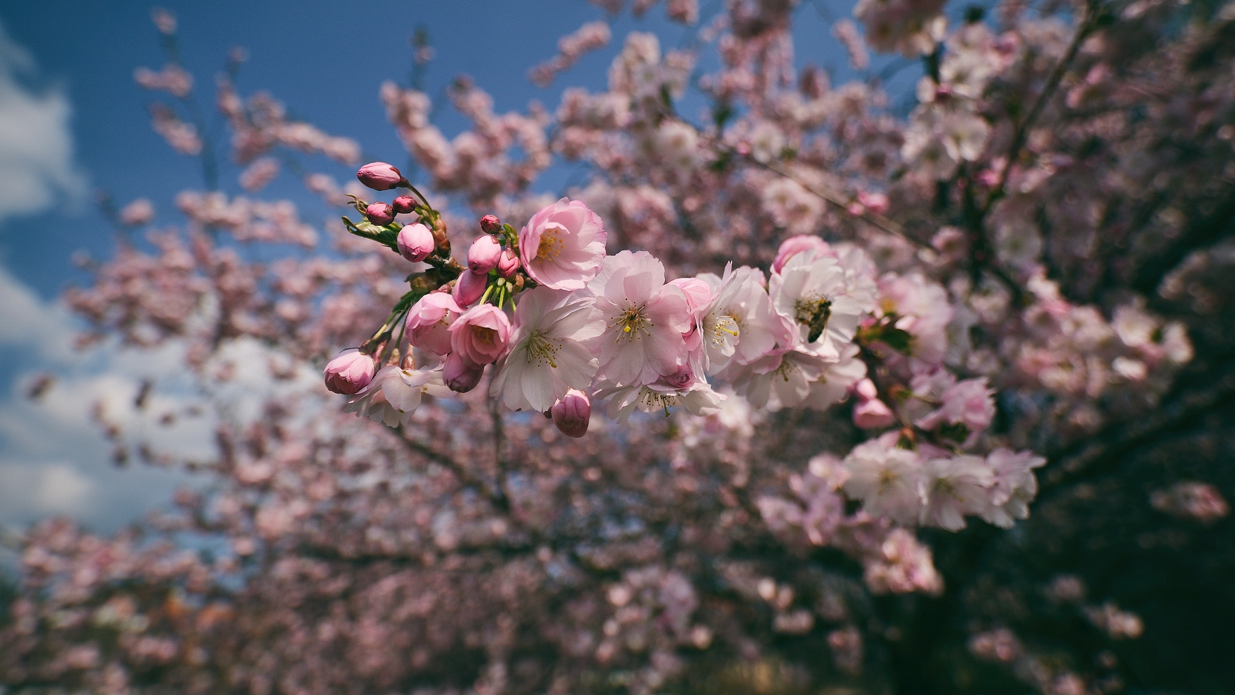 Samyang 14mm F2.8 ED AS IF UMC sample photo. Spring widescreen ... photography