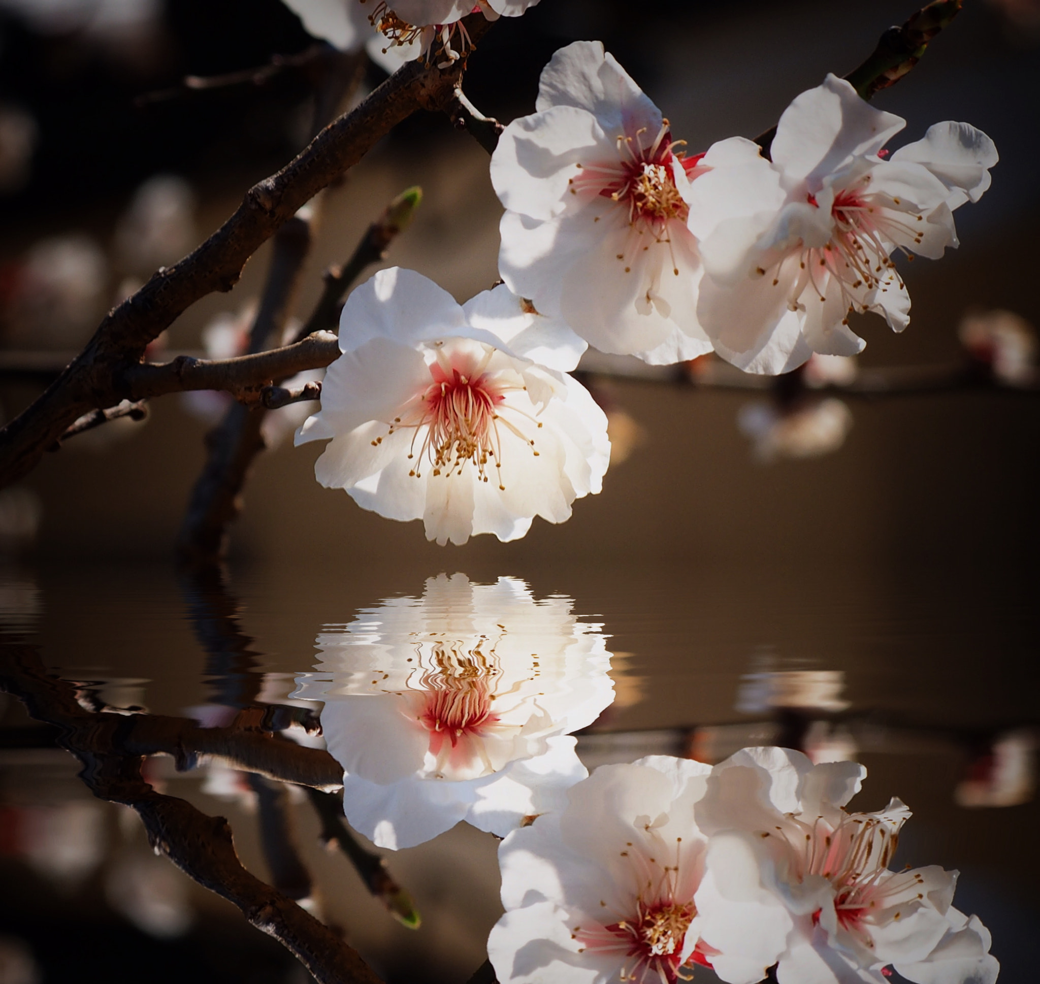 Olympus OM-D E-M1 sample photo. A reflection of spring photography