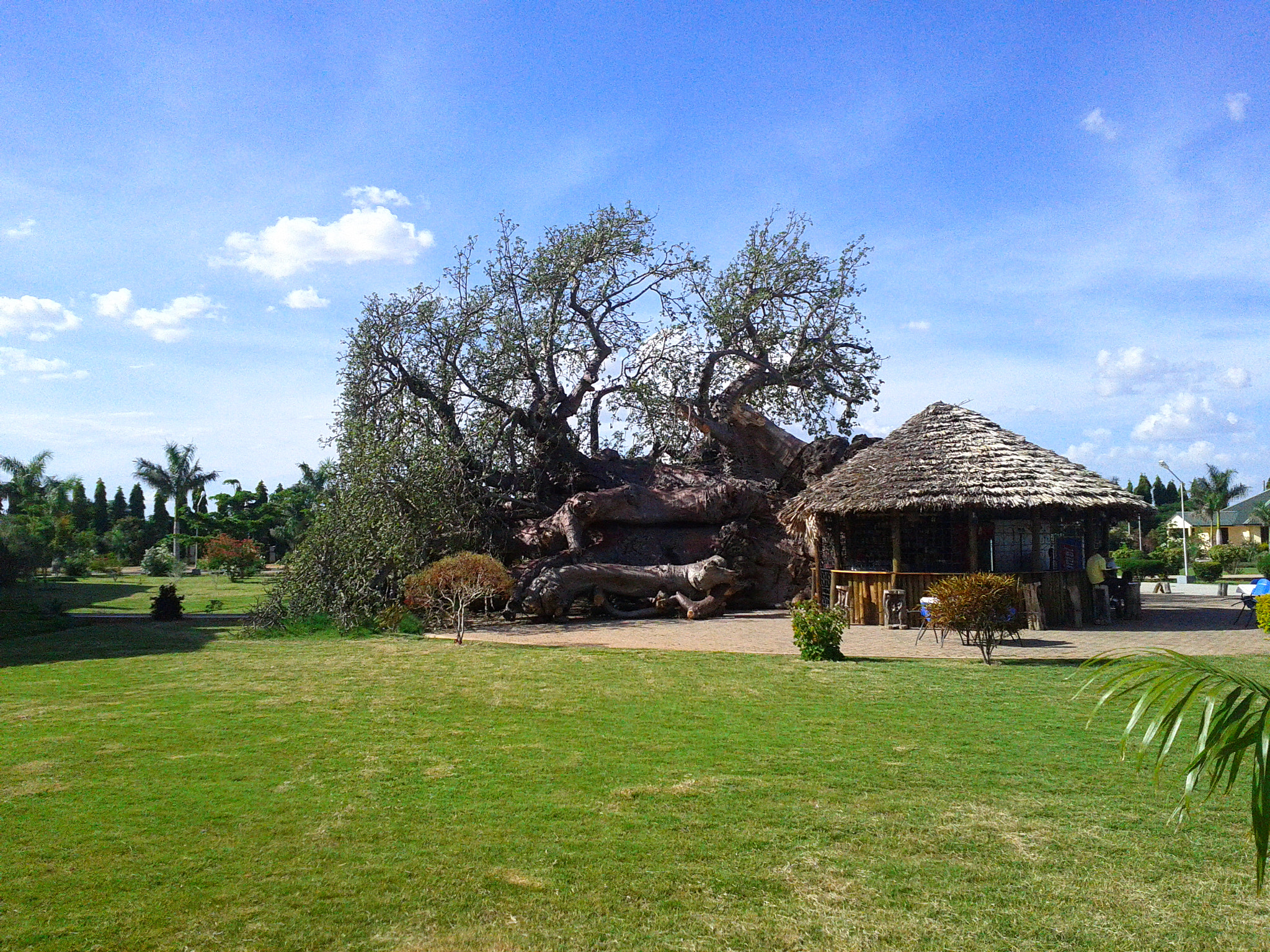 Google Nexus S sample photo. Baobab tree photography